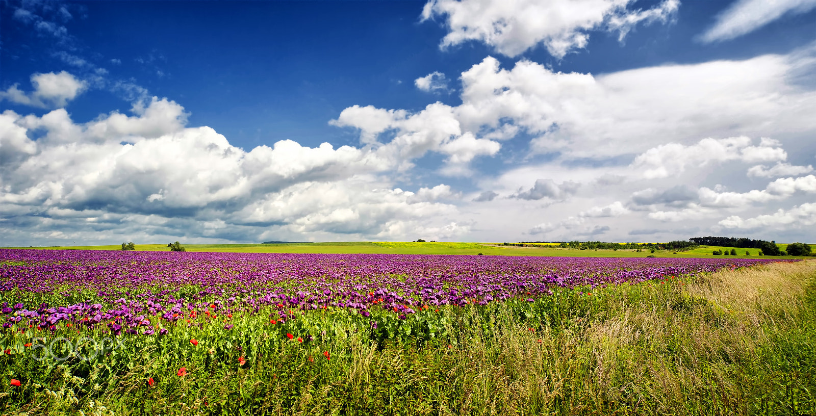 Nikon D700 + Sigma 12-24mm F4.5-5.6 EX DG Aspherical HSM sample photo. Afyon tarlası (opium field) photography