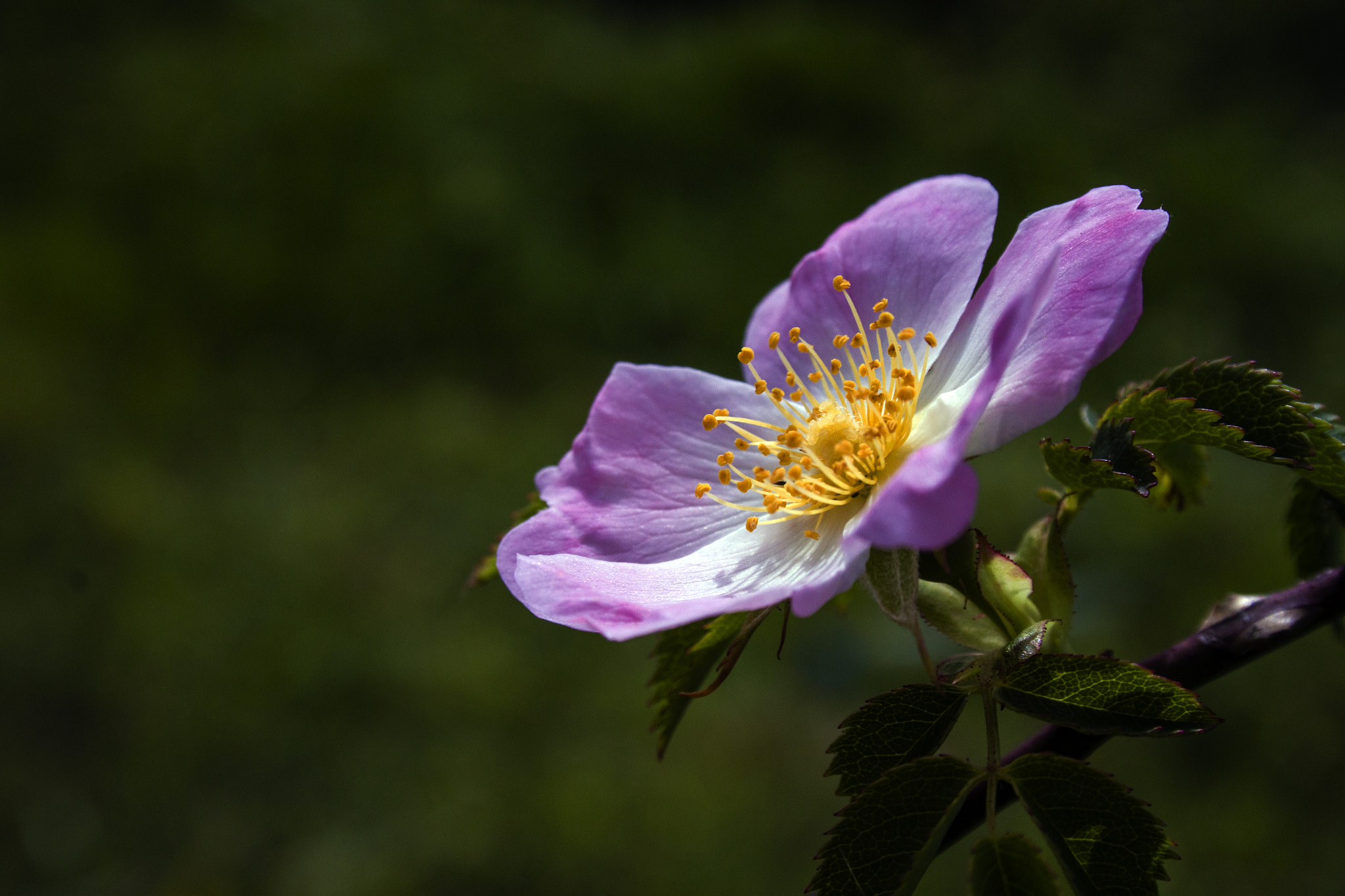 Canon EF-S 18-55mm F3.5-5.6 sample photo. Wildflowers four photography