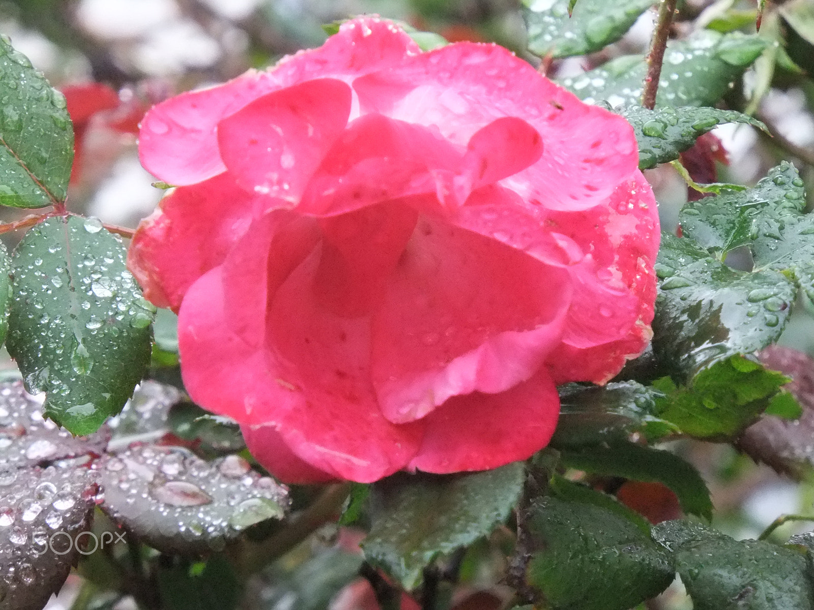 FujiFilm FinePix F300EXR (FinePix F305EXR) sample photo. Pink rose in the rain photography