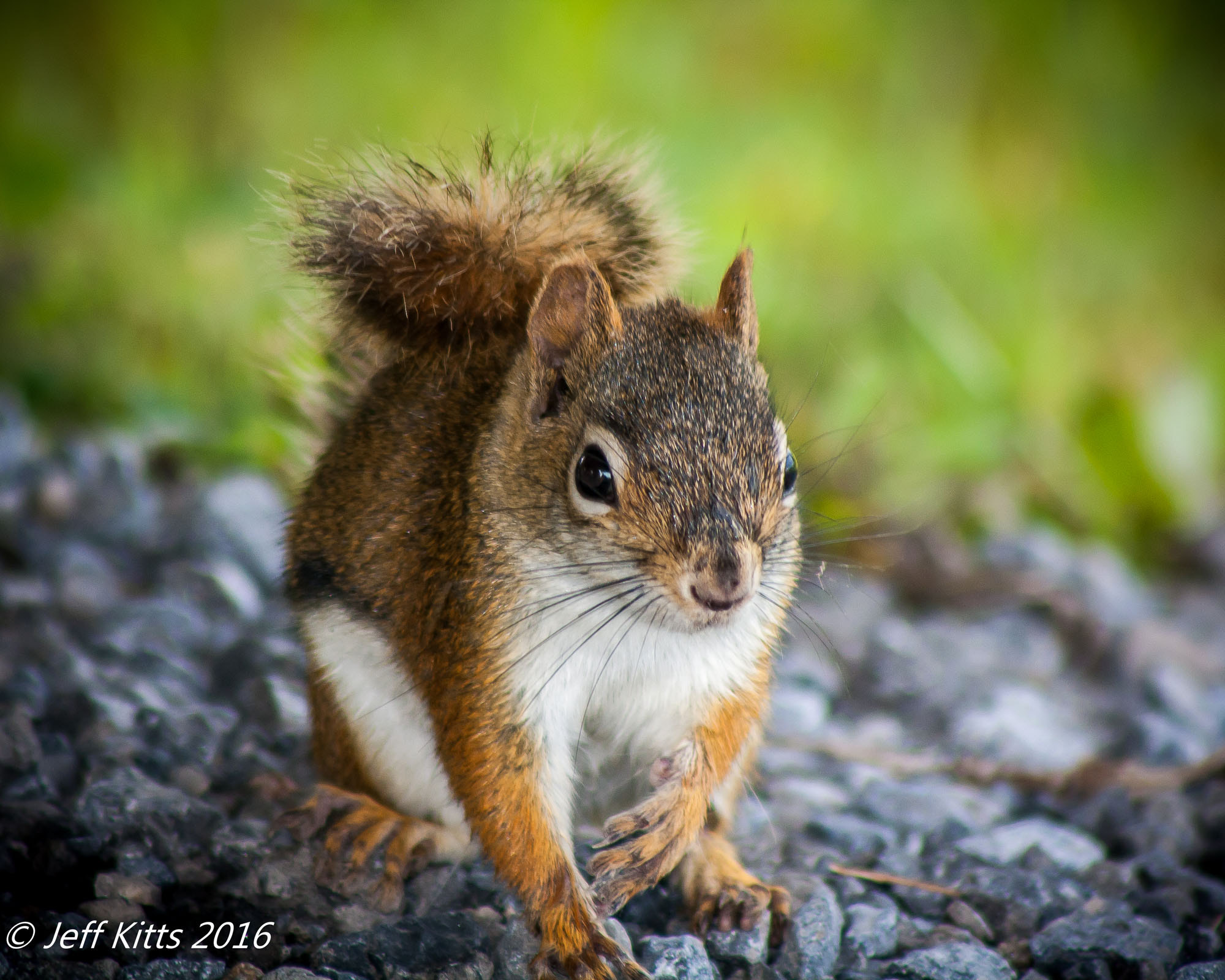 Canon EF 75-300mm f/4-5.6 USM sample photo. 2275 photography
