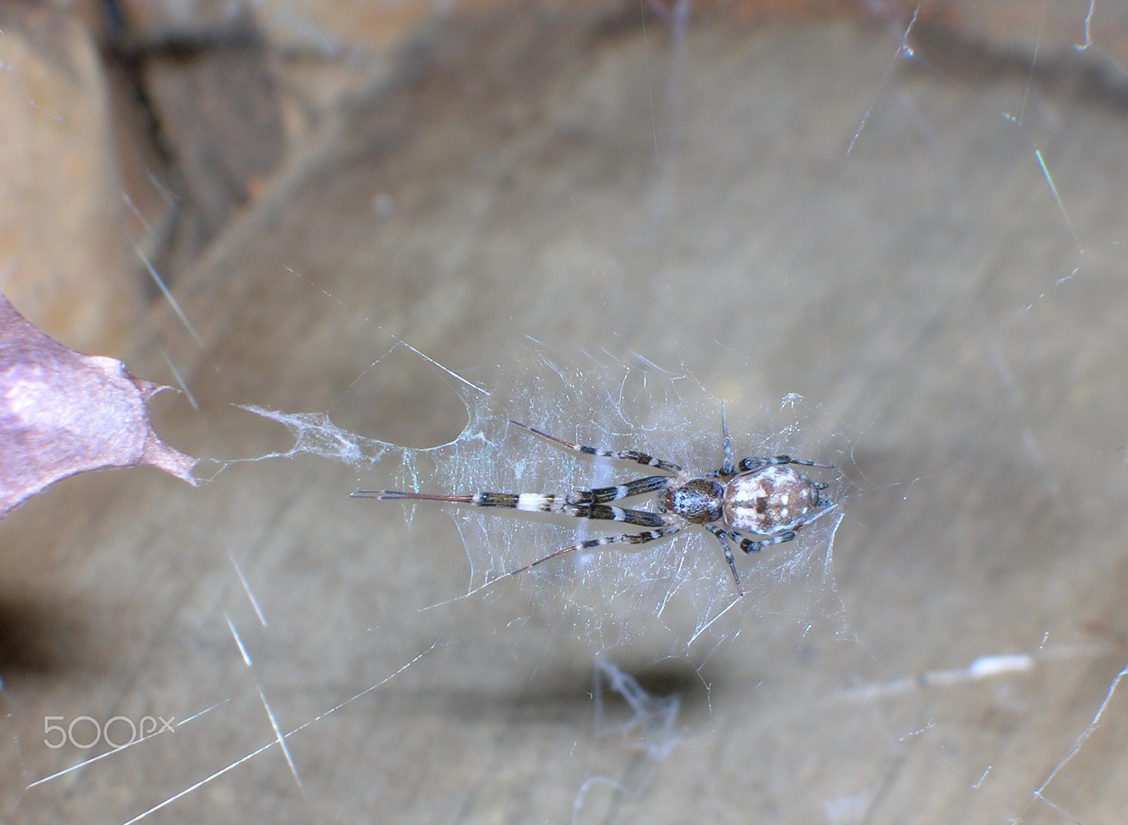 Nikon E4600 sample photo. Spider on the web photography