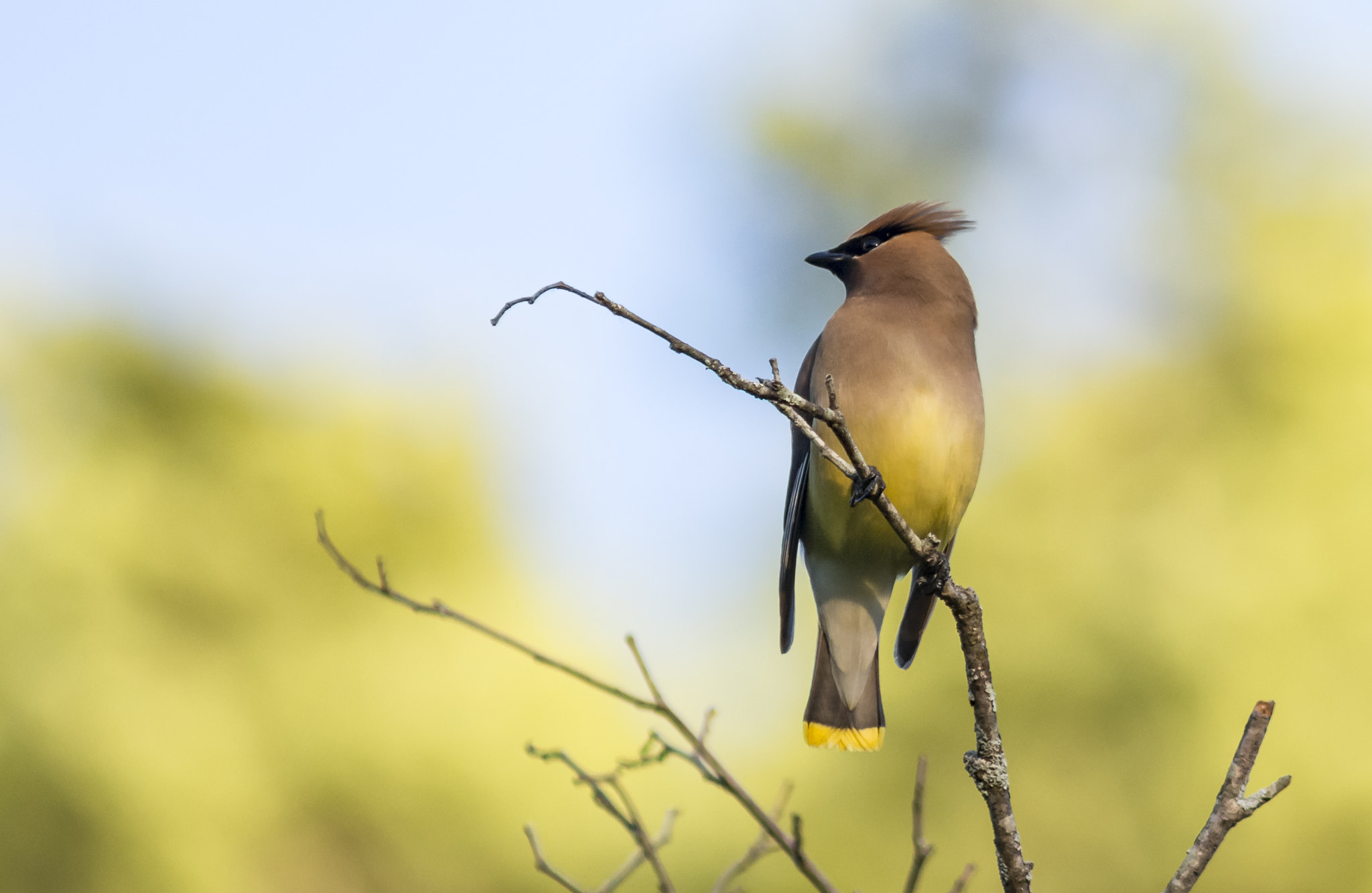 AF Nikkor 300mm f/4 IF-ED sample photo. Cedar waxwing photography