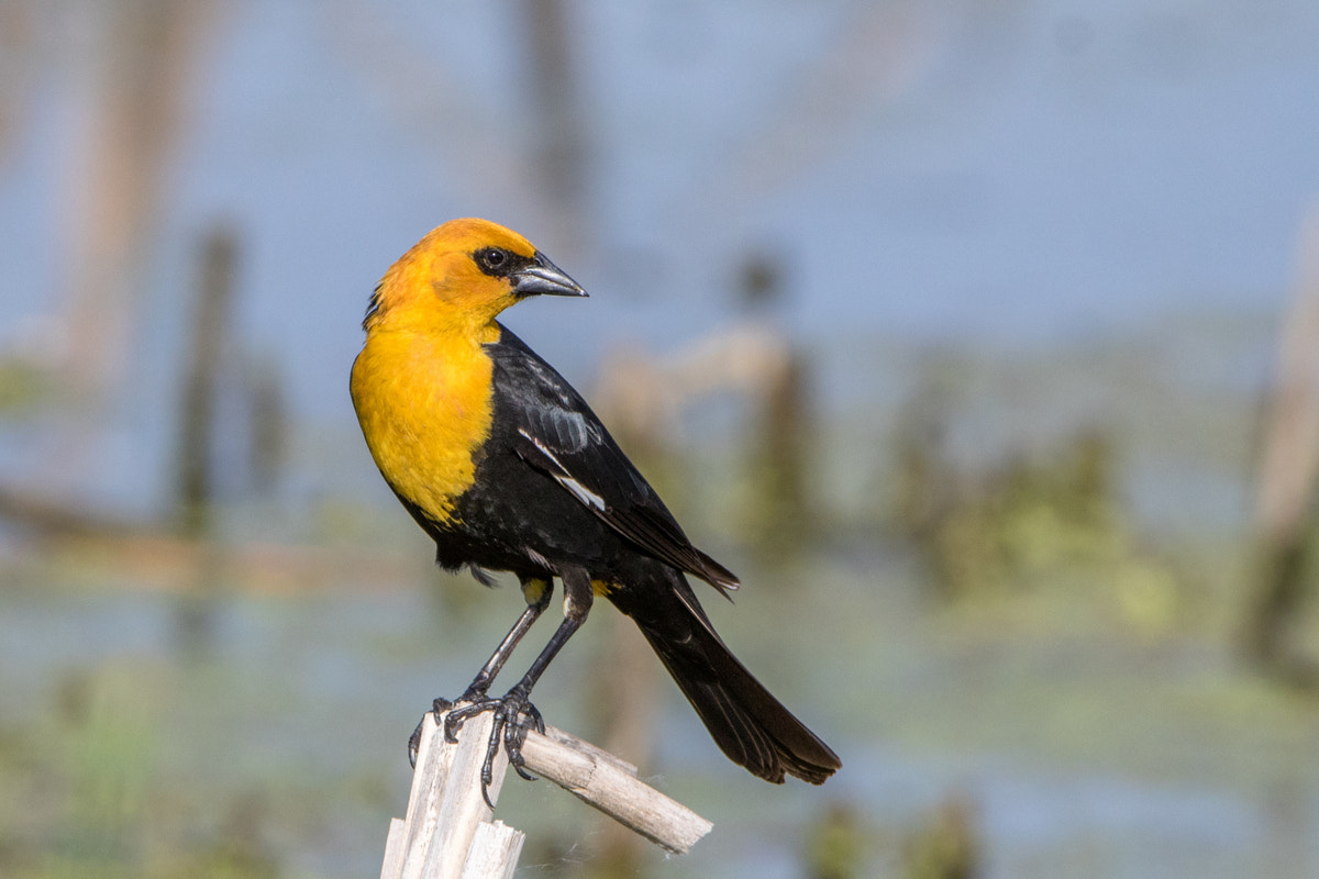 Canon EF 200-400mm F4L IS USM Extender 1.4x sample photo. Yellow-headed blackbird photography