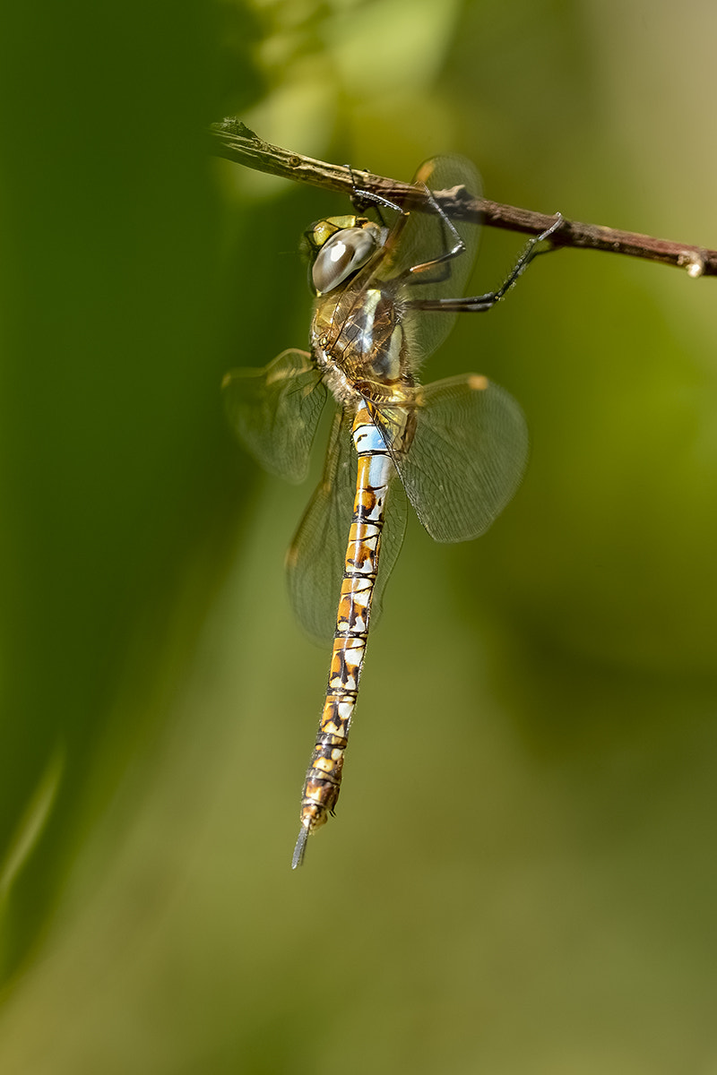 Nikon D600 + Nikon AF Micro-Nikkor 200mm F4D ED-IF sample photo. Libélula photography