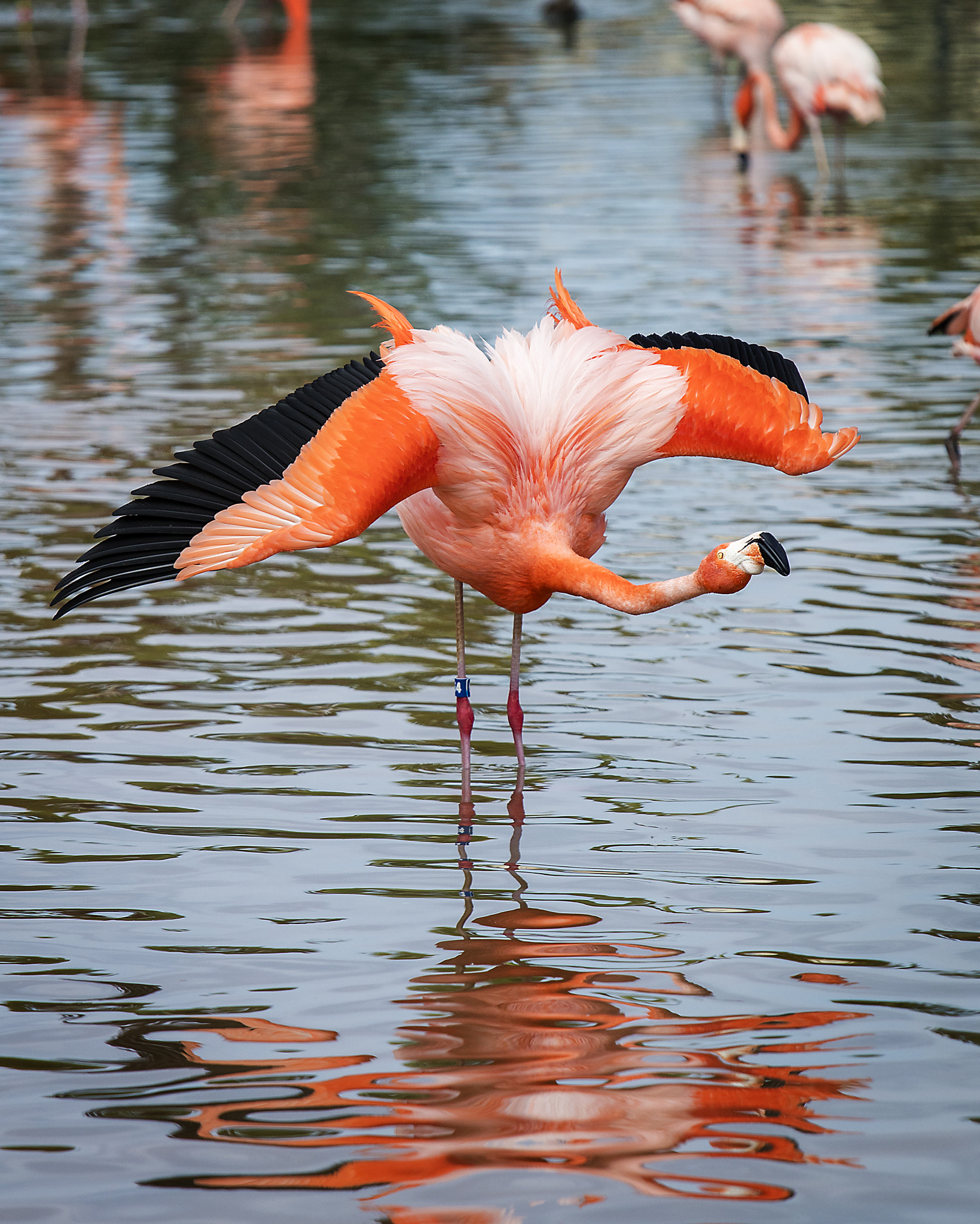 Canon EOS 5DS + Canon EF 70-200mm F4L IS USM sample photo. Wing display photography