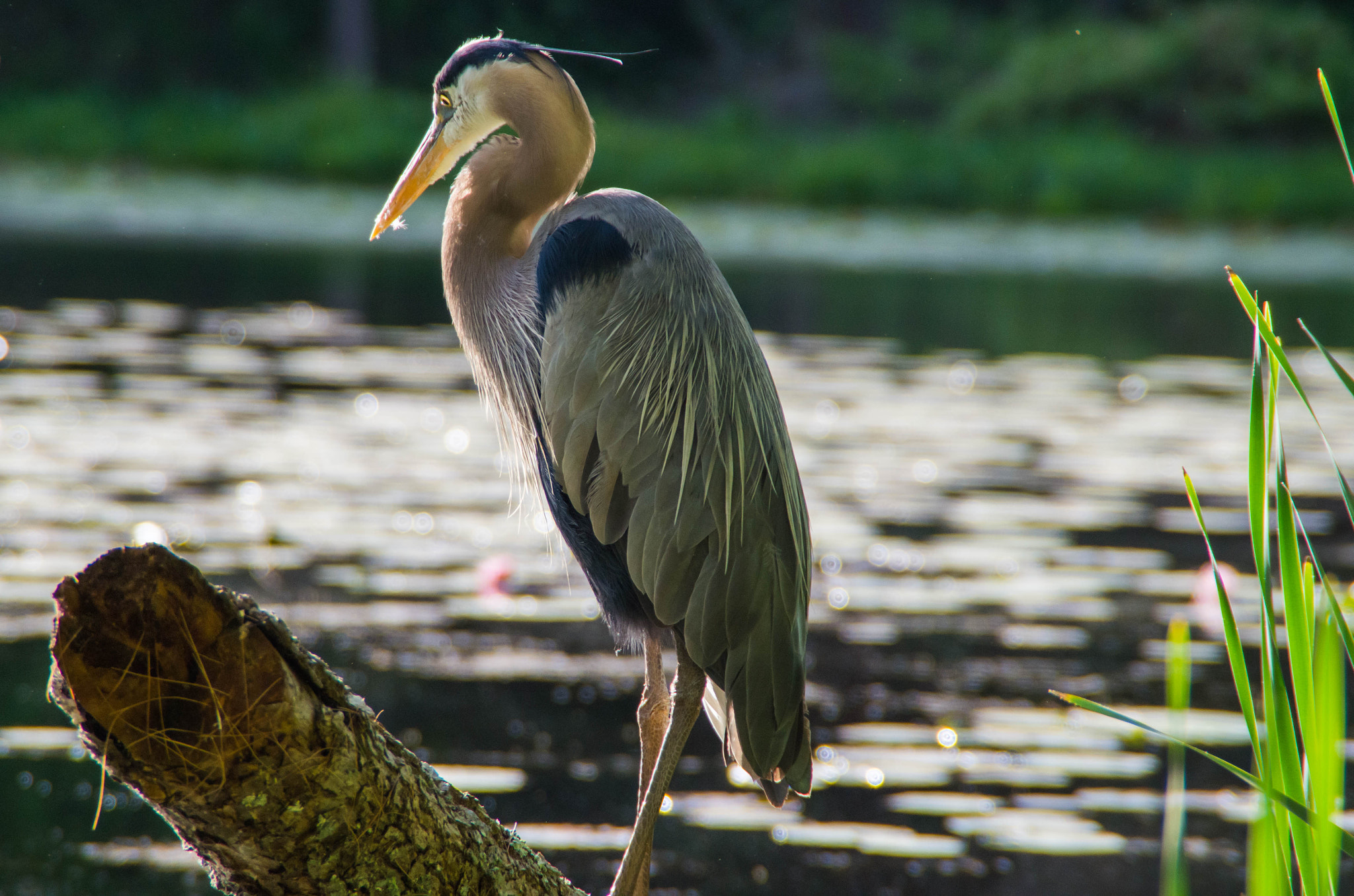 Tamron AF 18-200mm F3.5-6.3 XR Di II LD Aspherical (IF) Macro sample photo. Great blue heron photography