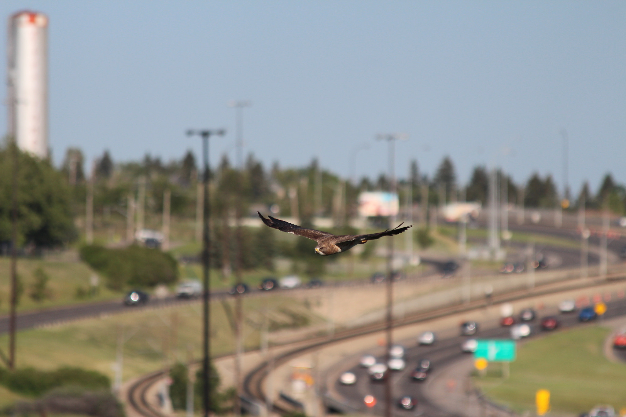 Canon EOS 650D (EOS Rebel T4i / EOS Kiss X6i) + Canon EF 70-300mm F4-5.6 IS USM sample photo. Hawk soaring over traffic photography