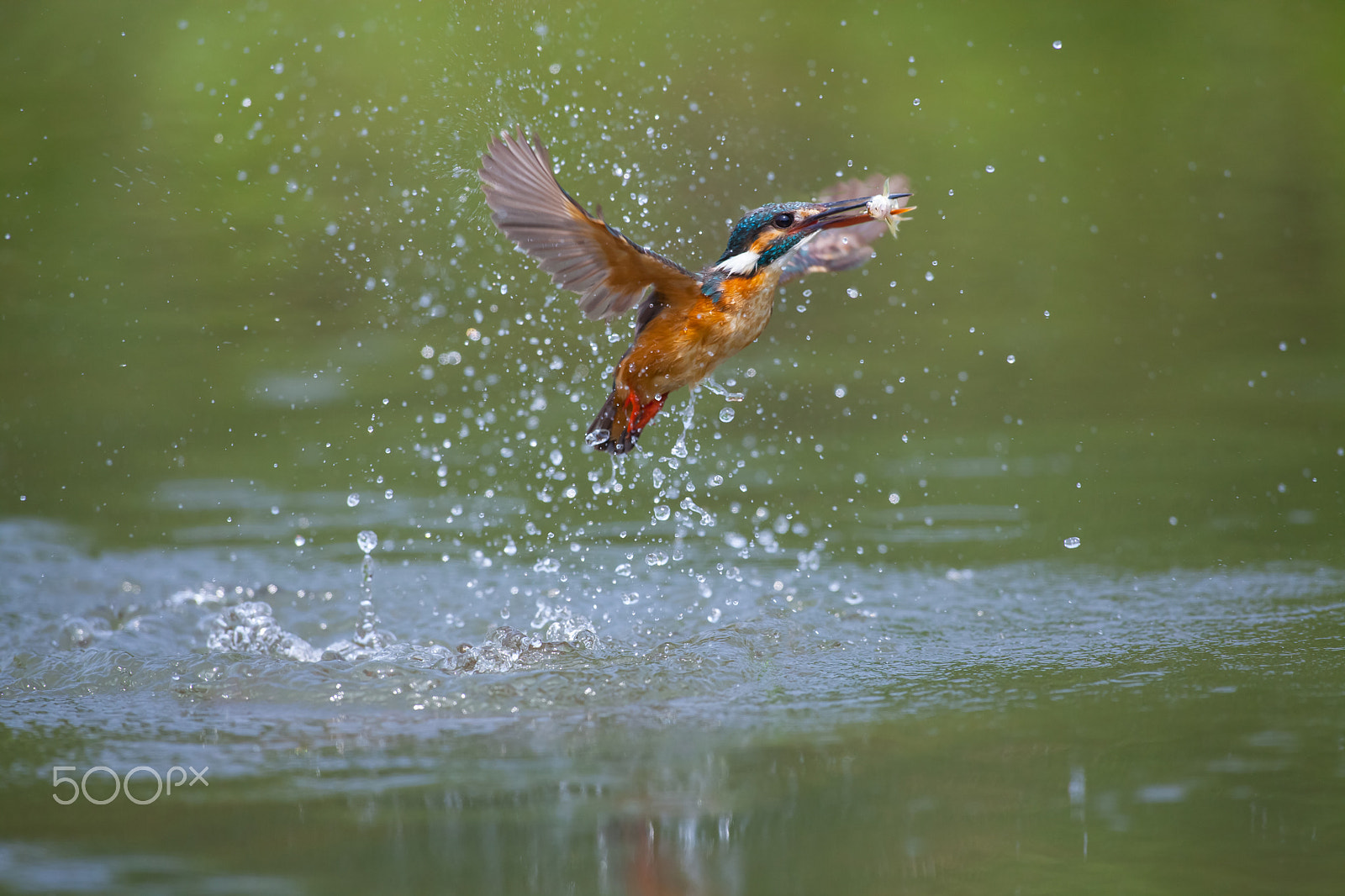 Canon EF 600mm f/4L IS sample photo. Common kingfisher photography