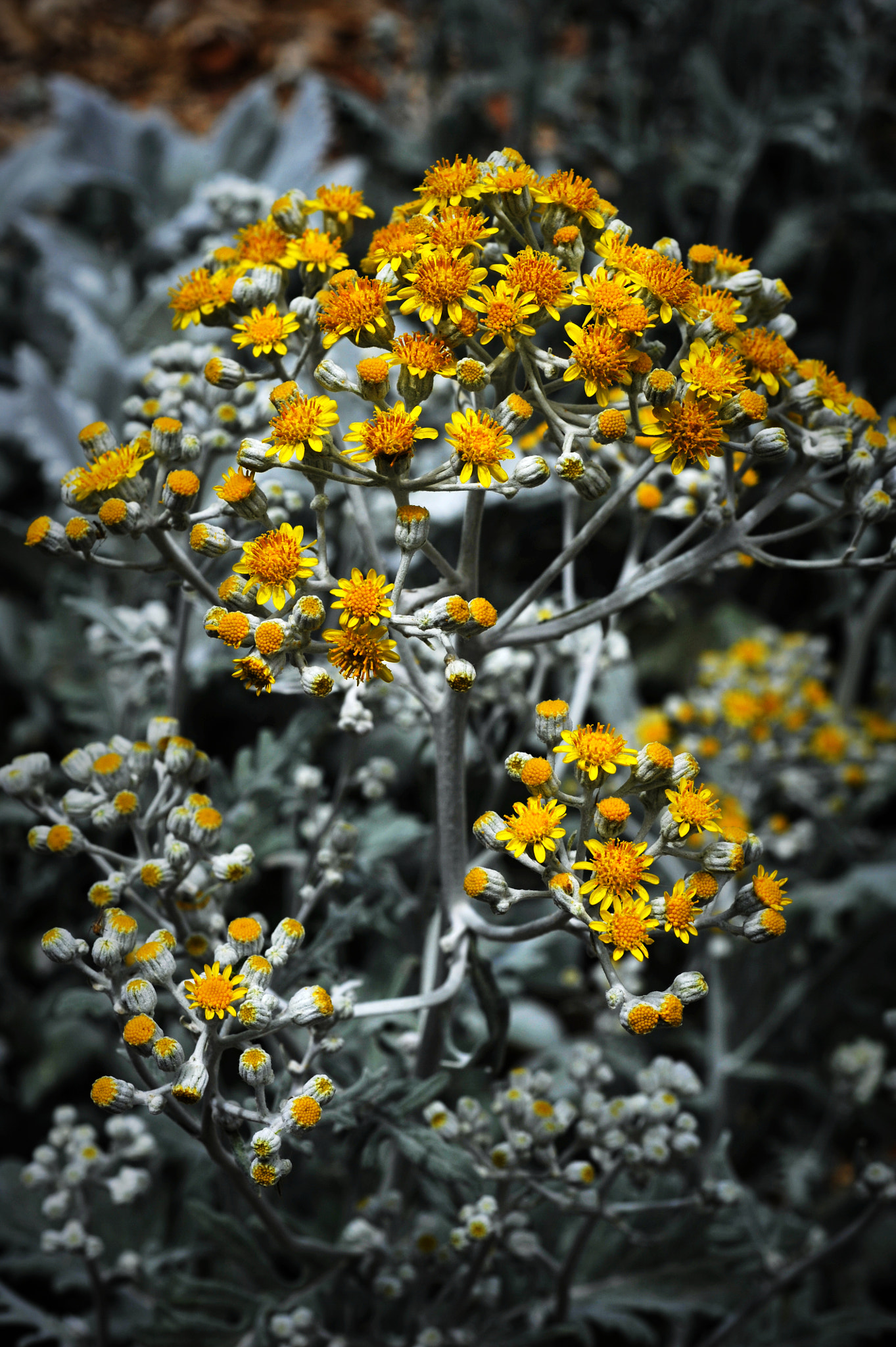 Nikon D3 + Nikon AF Micro-Nikkor 60mm F2.8D sample photo. Adelaide botanical gardens photography