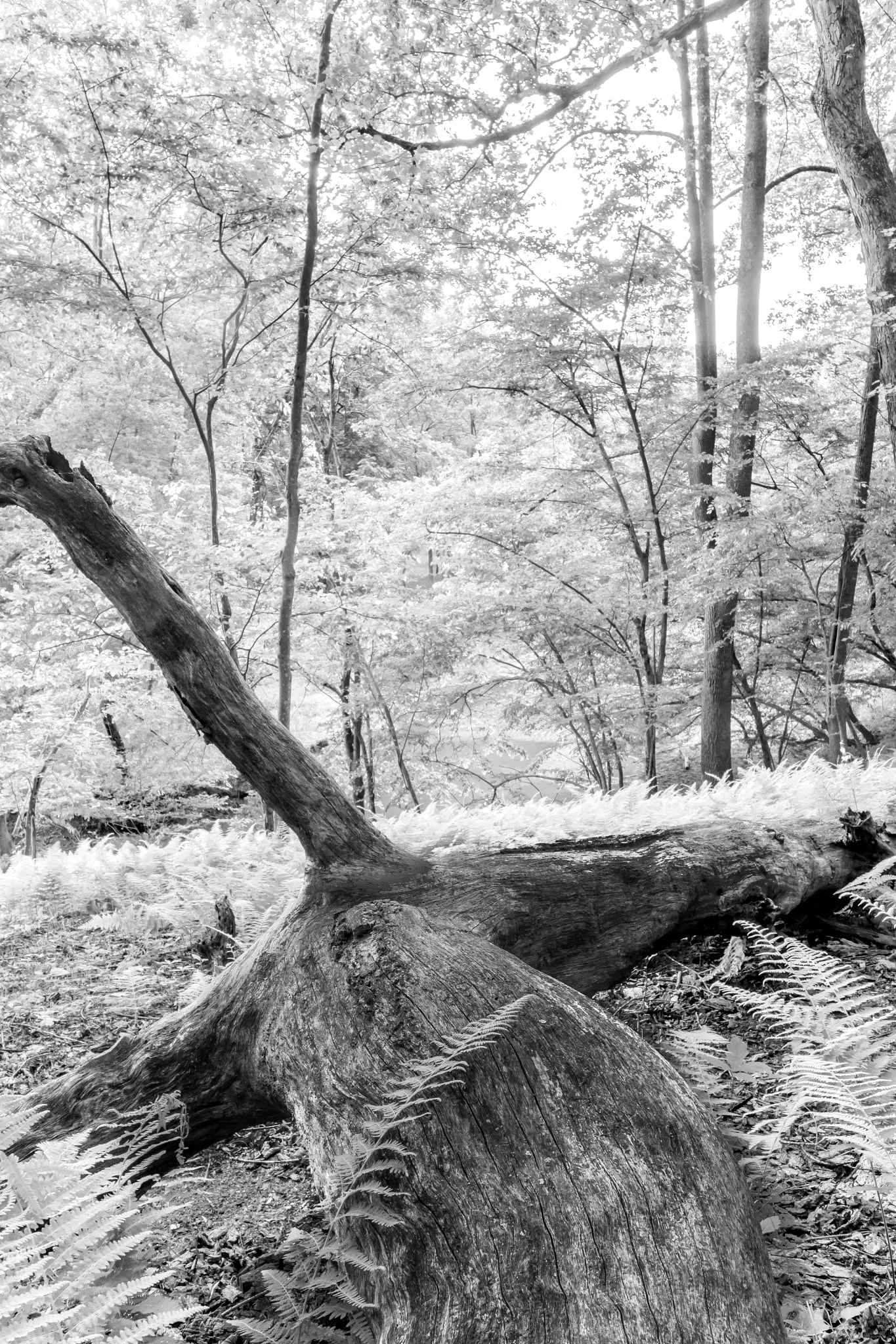 Canon EF-S 10-18mm F4.5–5.6 IS STM sample photo. Ferns photography