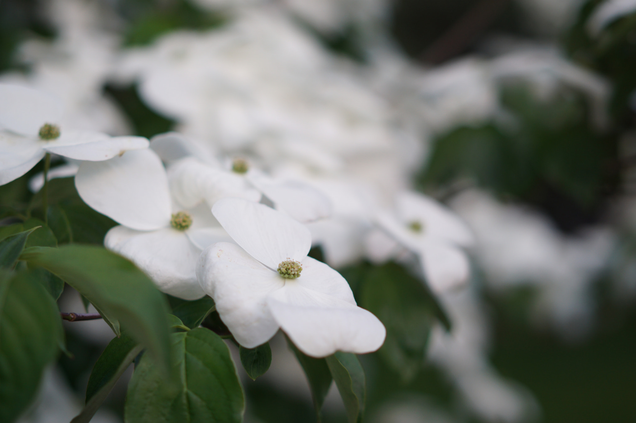 Sony a6000 + Sony Sonnar T* FE 55mm F1.8 ZA sample photo. Spring has arrived photography