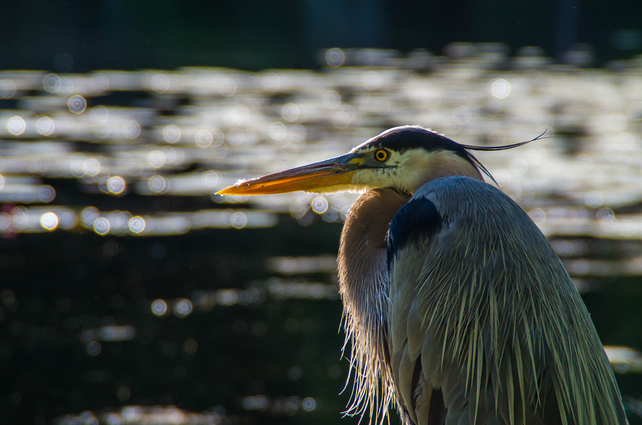 Tamron AF 18-200mm F3.5-6.3 XR Di II LD Aspherical (IF) Macro sample photo. Great blue heron #2 photography