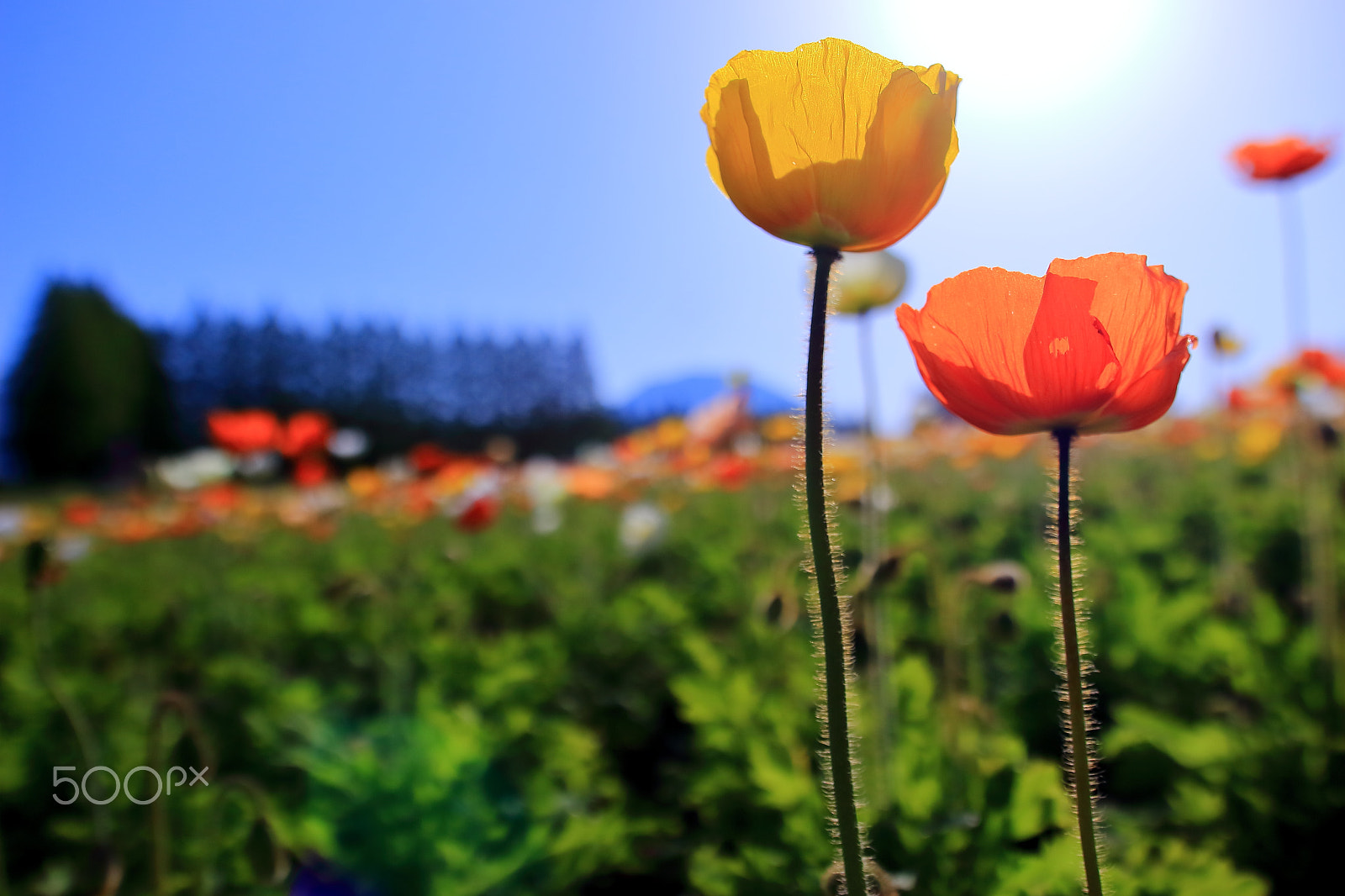 Canon EOS 700D (EOS Rebel T5i / EOS Kiss X7i) + Sigma 18-35mm f/1.8 DC HSM sample photo. Poppies photography