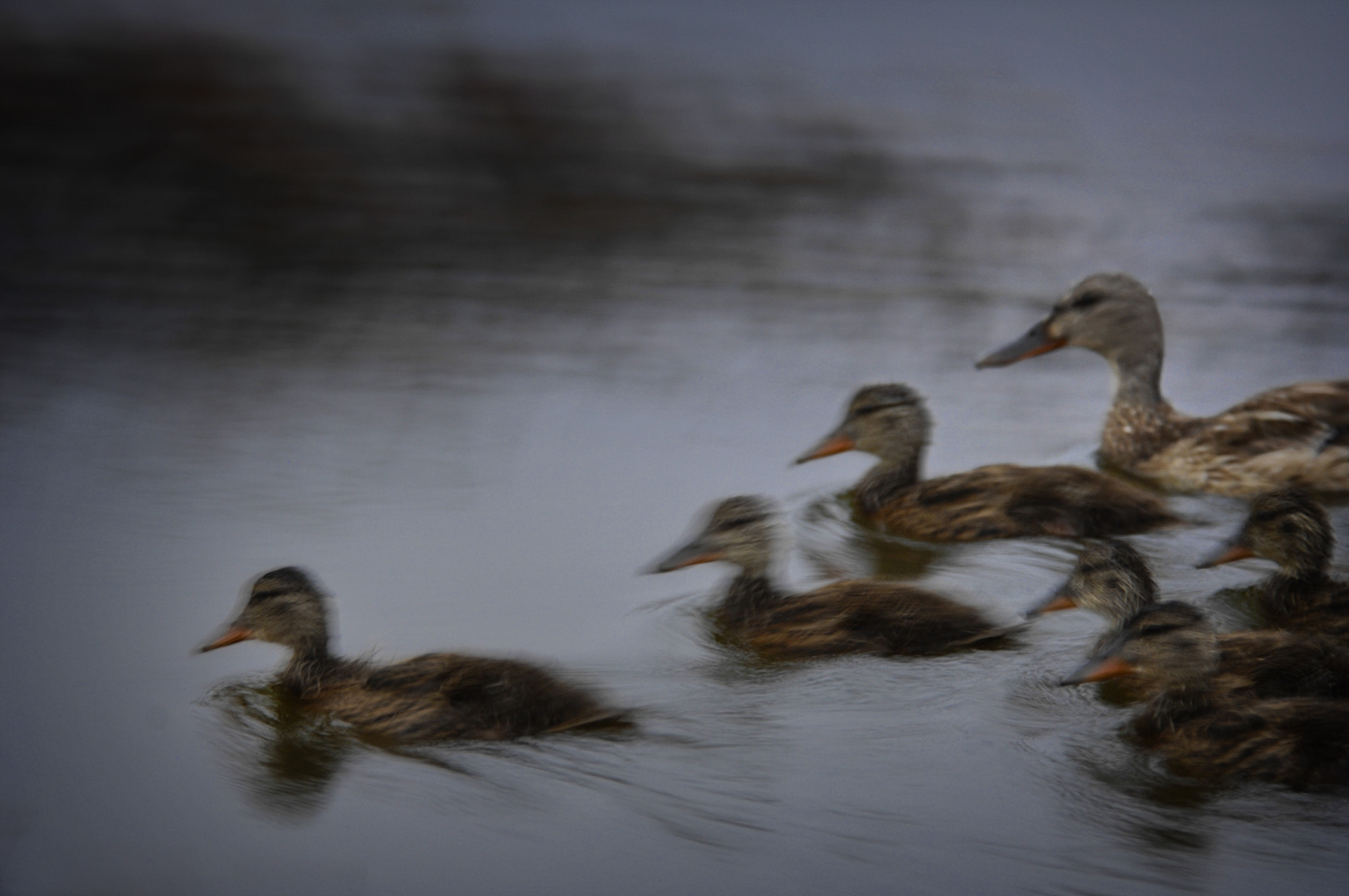 Nikon D2X sample photo. Moving fast to get away photography