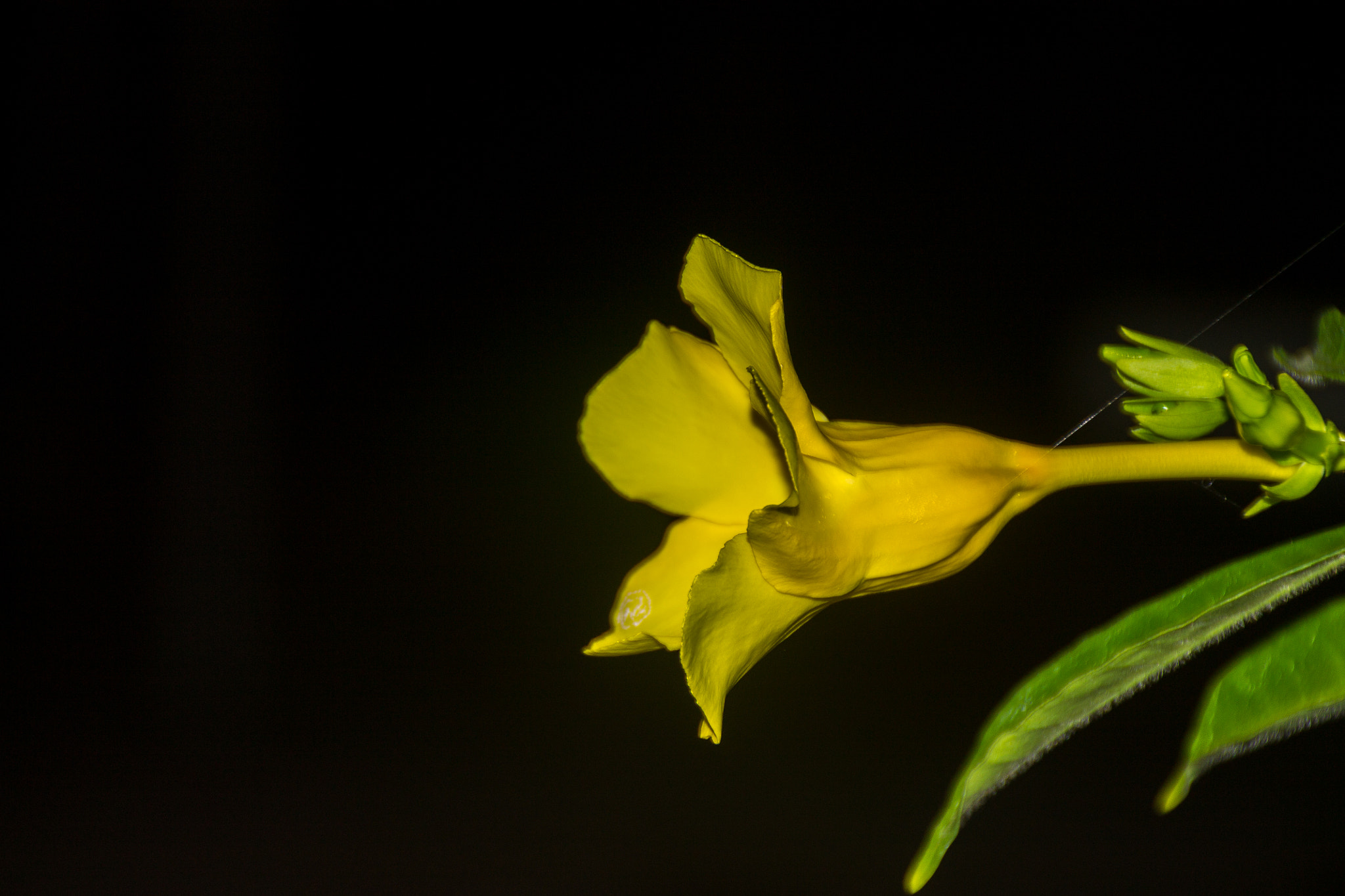 Canon EOS 1100D (EOS Rebel T3 / EOS Kiss X50) sample photo. Yellow tubular flower photography