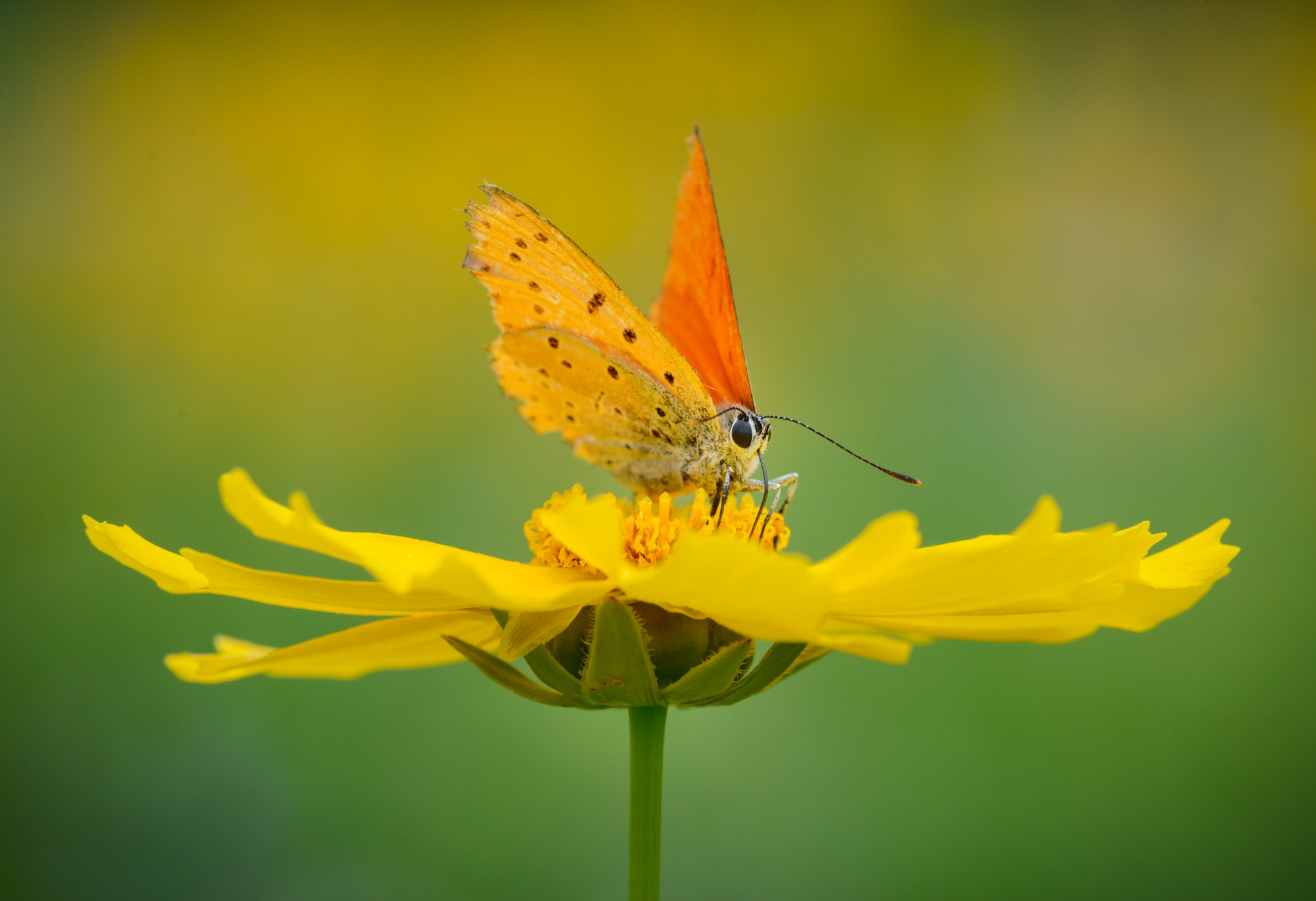 Nikon D800E + Sigma 150mm F2.8 EX DG Macro HSM sample photo. Large copper butterfly (male) photography