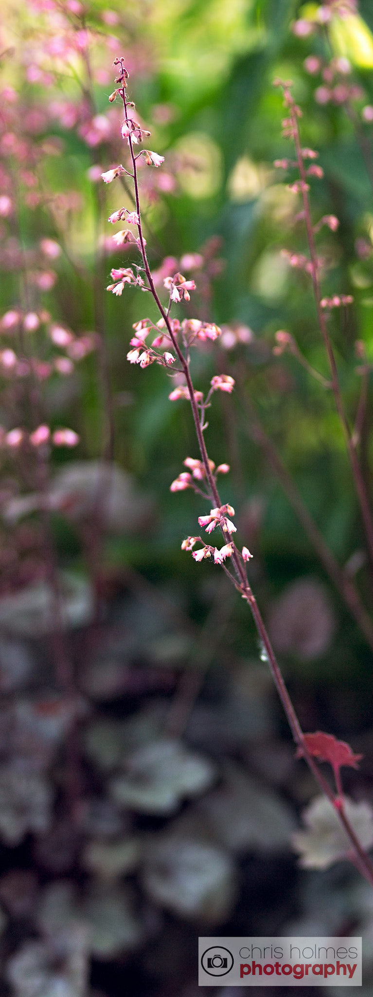 Canon EF 85mm F1.8 USM sample photo. Coral bells photography