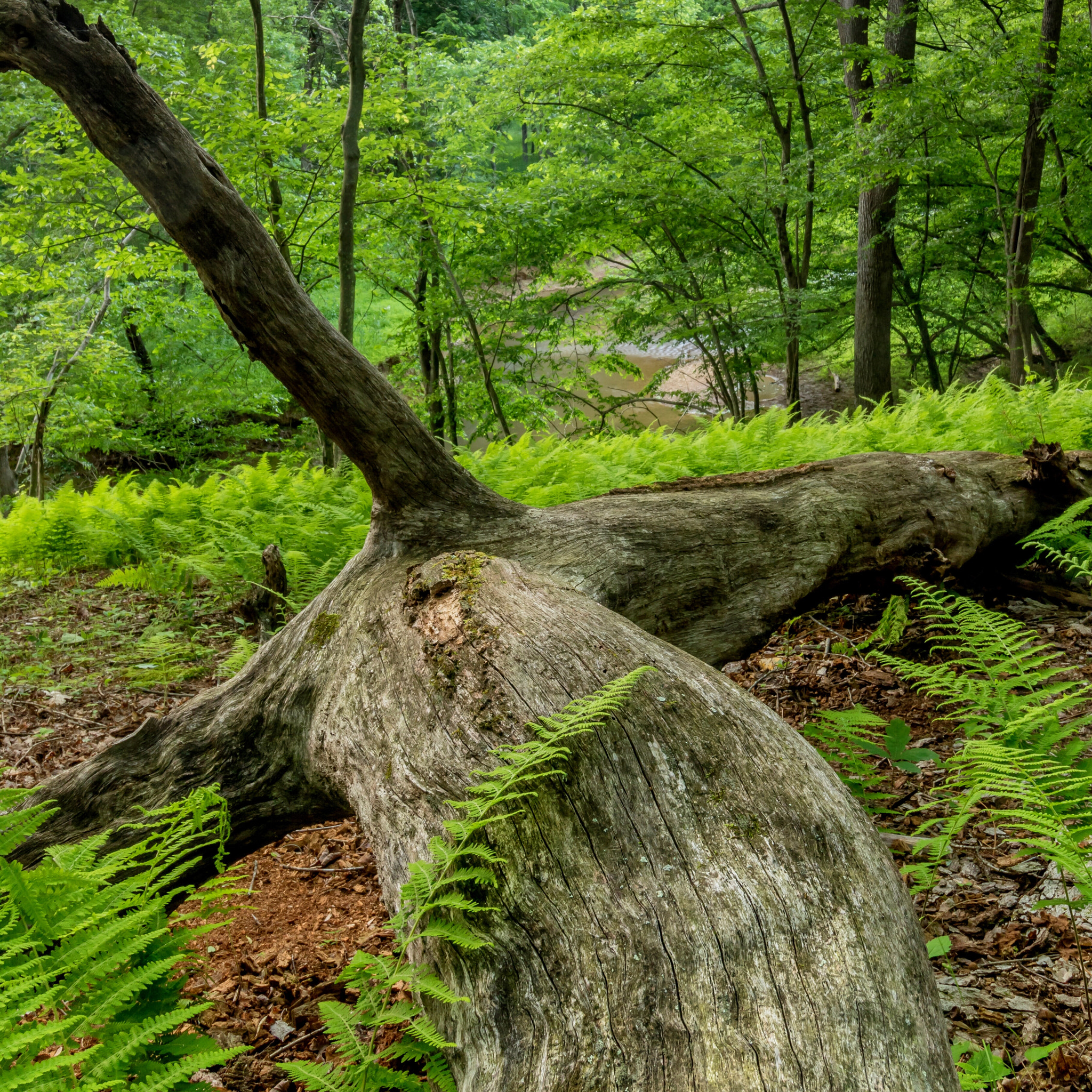 Canon EF-S 10-18mm F4.5–5.6 IS STM sample photo. Ferns/2 photography