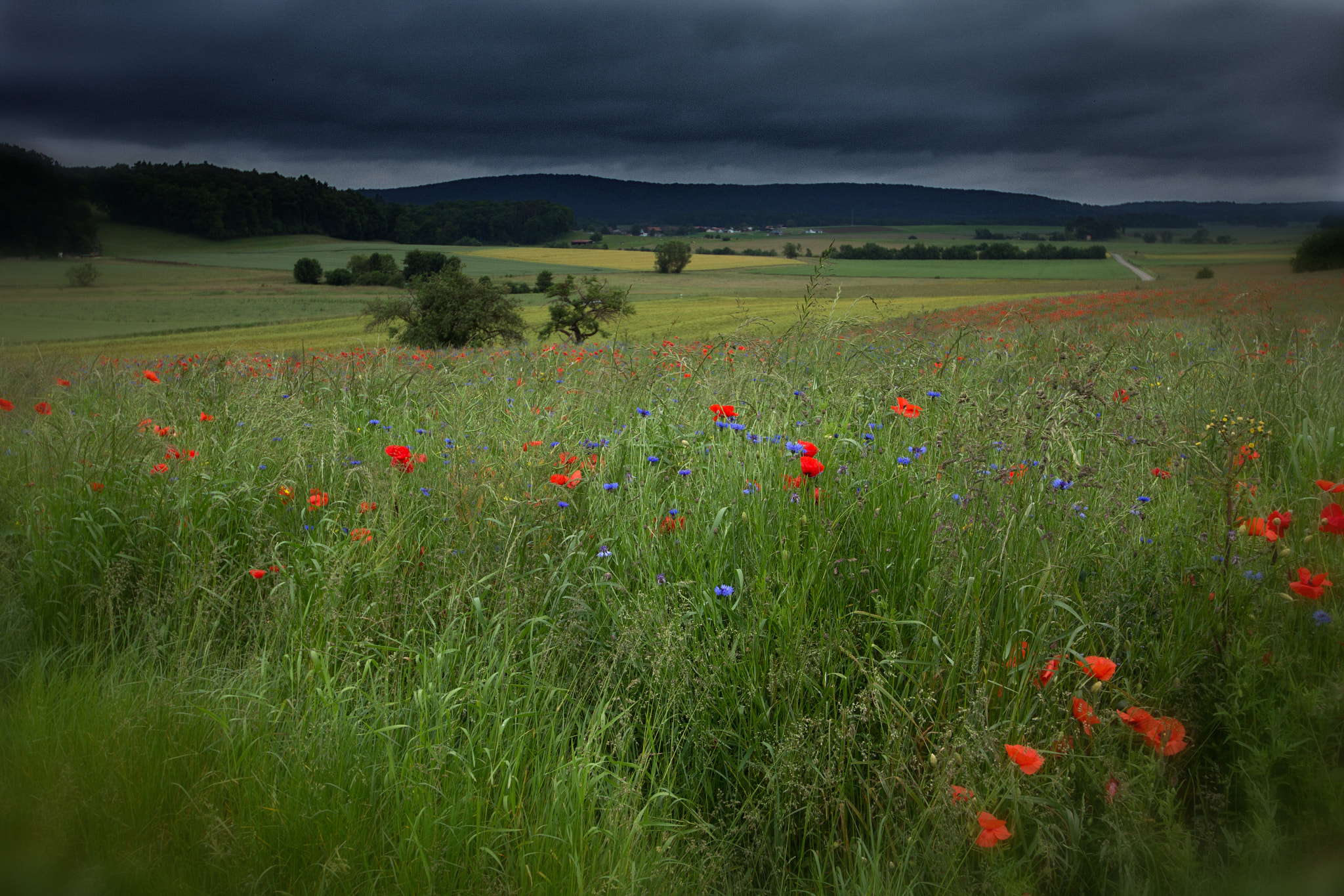 Sigma 12-24mm F4.5-5.6 II DG HSM sample photo. Paysage en fleurs photography
