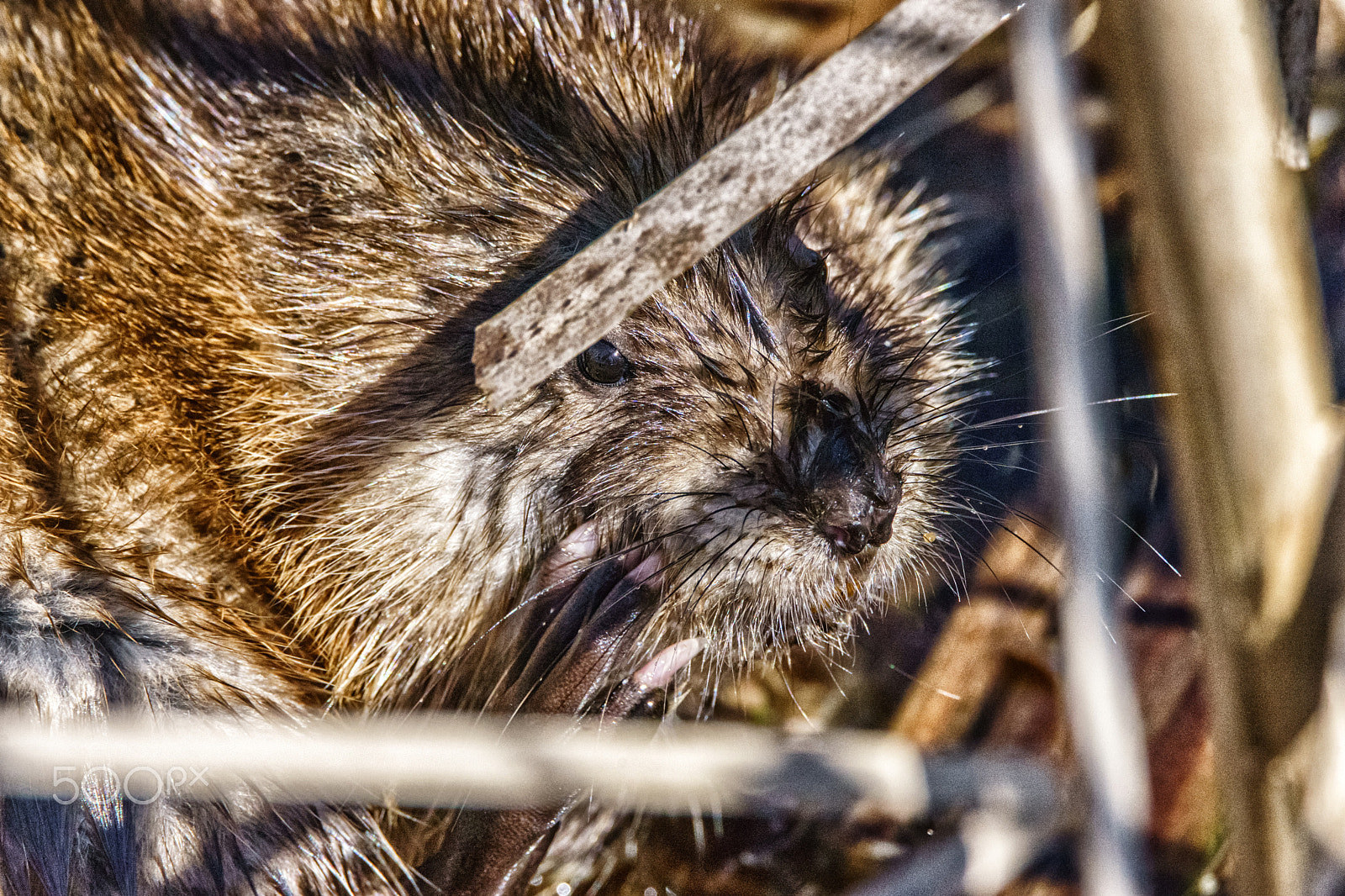 Sony a7 + Tamron SP 150-600mm F5-6.3 Di VC USD sample photo. Muskrat glamour shot photography