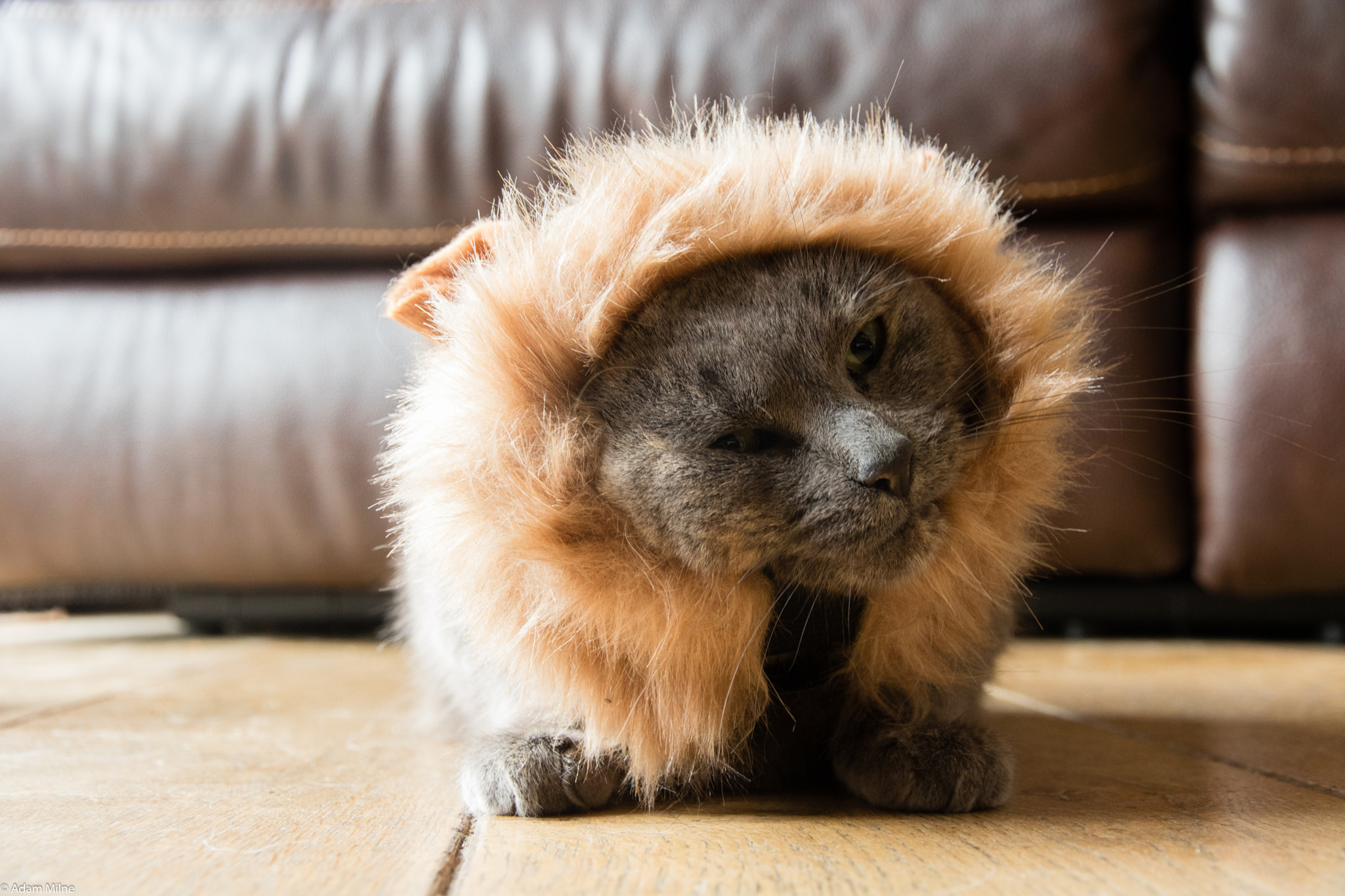Canon EOS 750D (EOS Rebel T6i / EOS Kiss X8i) sample photo. She doesn't look too happy... photography