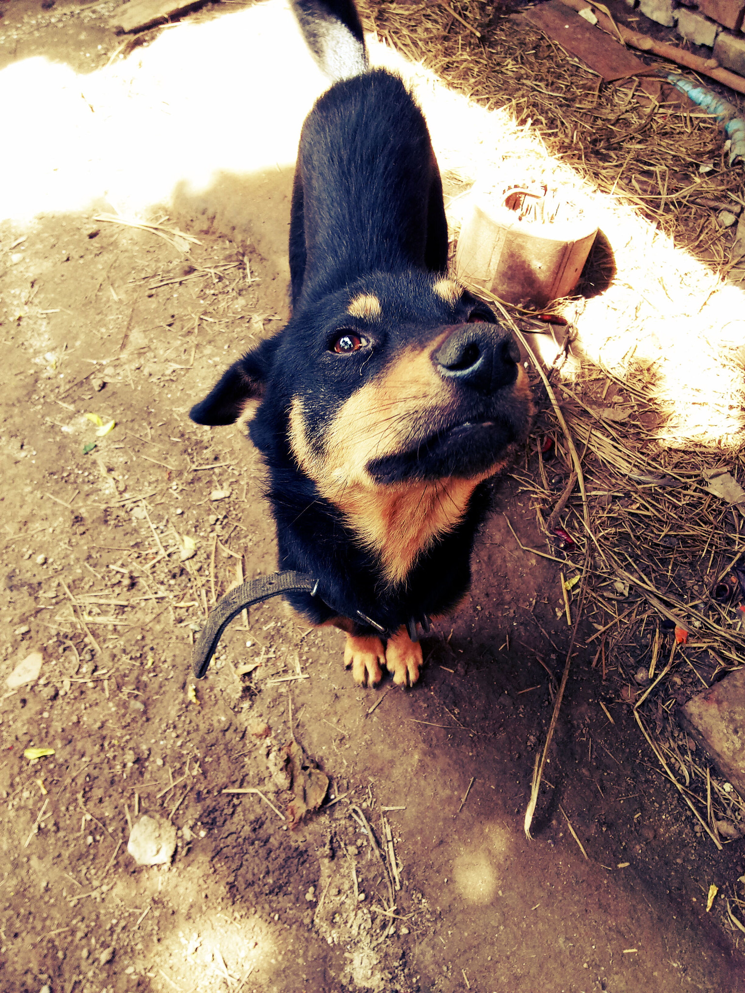 OPPO A37M sample photo