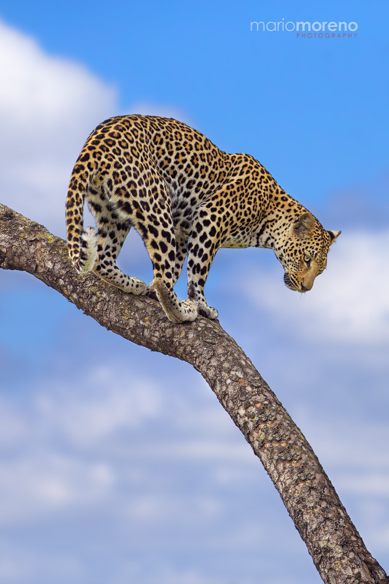 Canon EF 300mm F2.8L IS USM sample photo. Stalker in the clouds photography