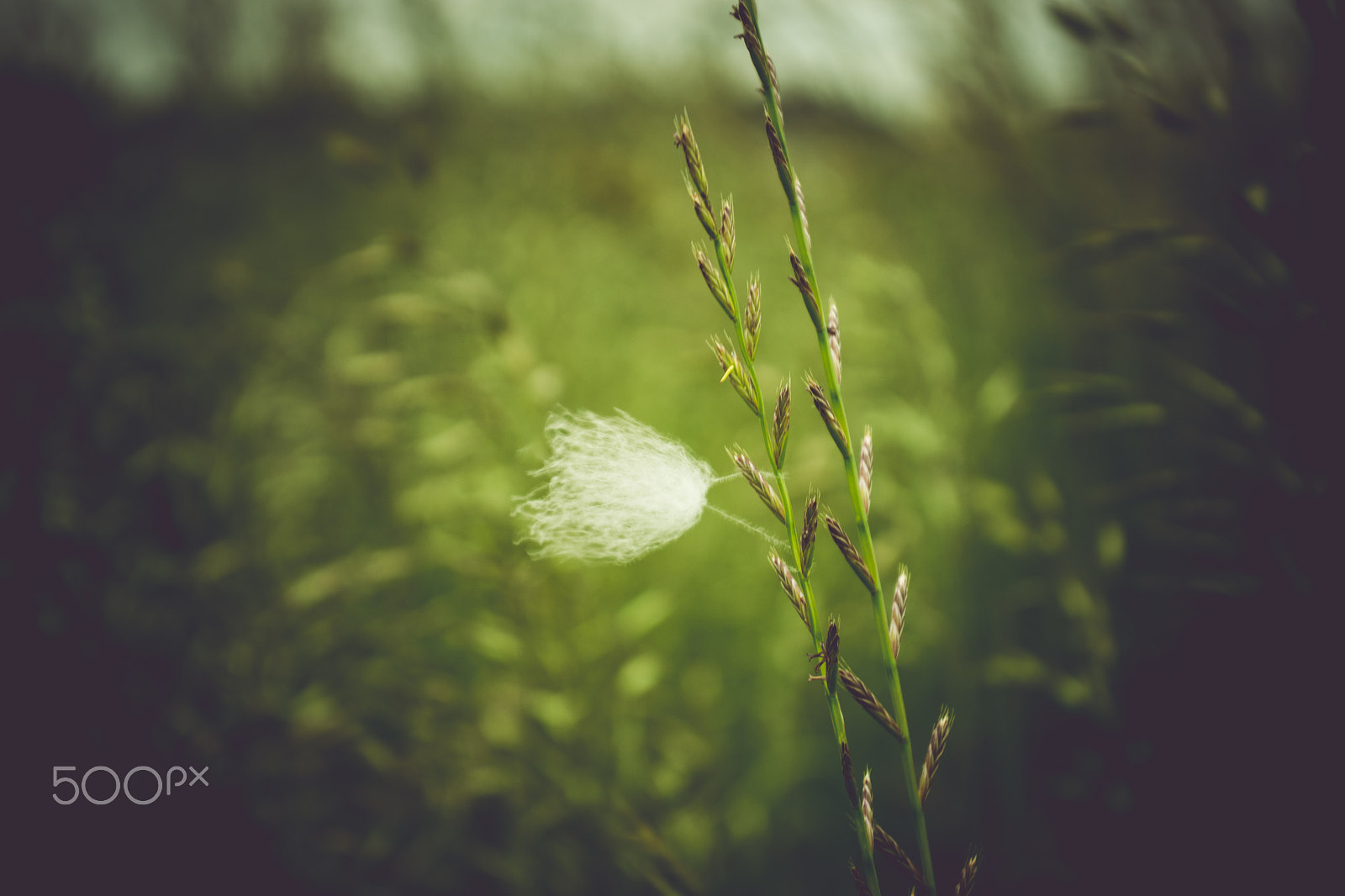 Sigma 18-50mm F2.8-4.5 DC OS HSM sample photo. Grass.jpg photography