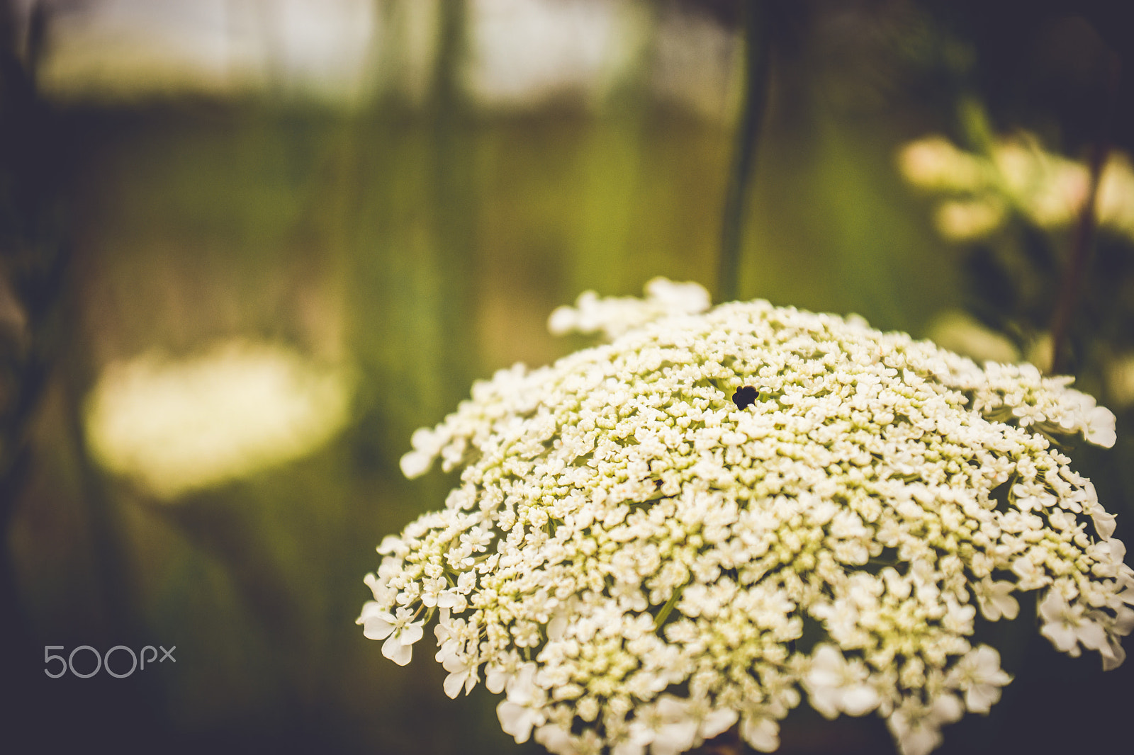 Sigma 18-50mm F2.8-4.5 DC OS HSM sample photo. Flower.jpg photography
