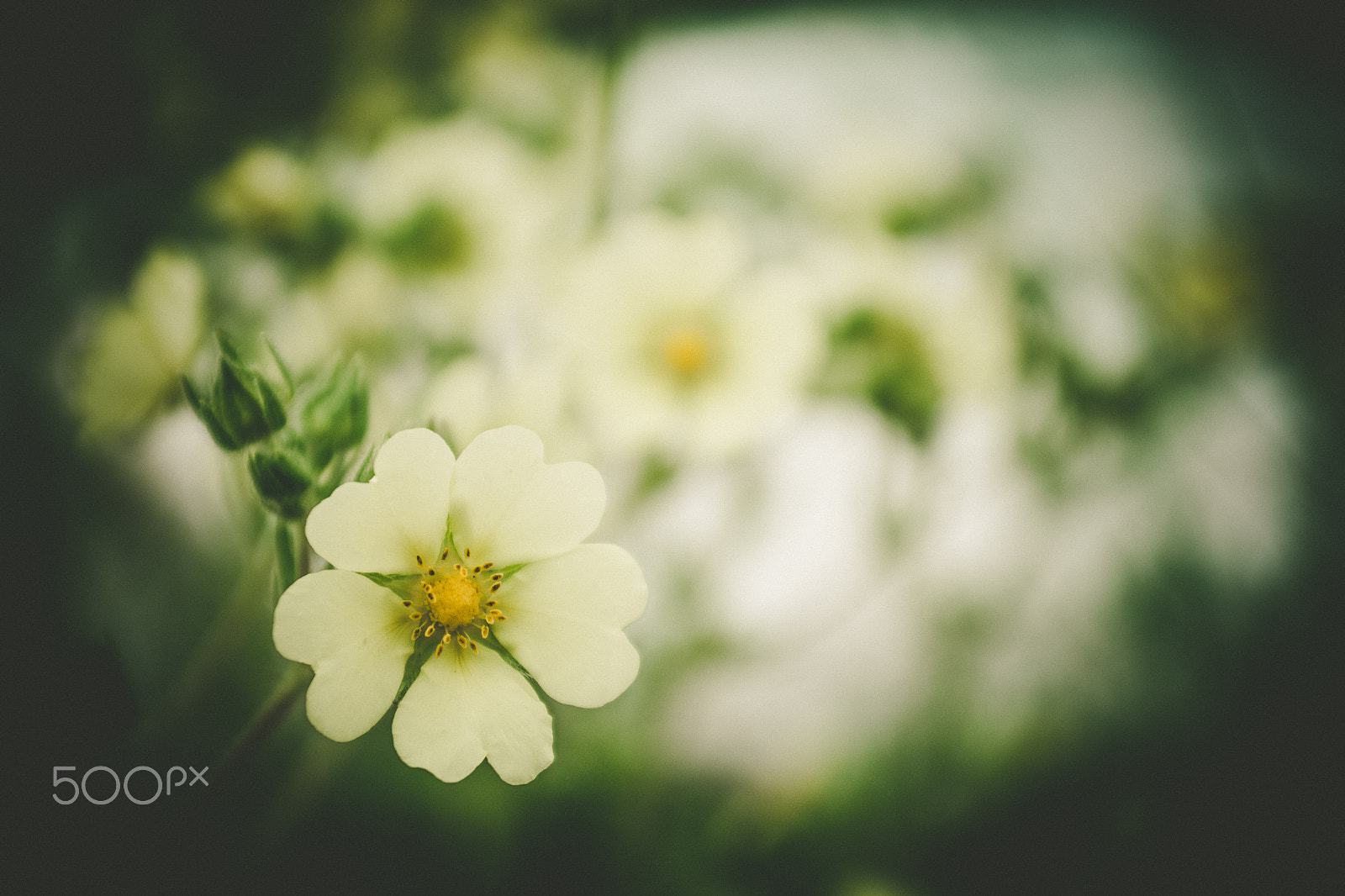 Sigma 18-50mm F2.8-4.5 DC OS HSM sample photo. Flower.jpg photography