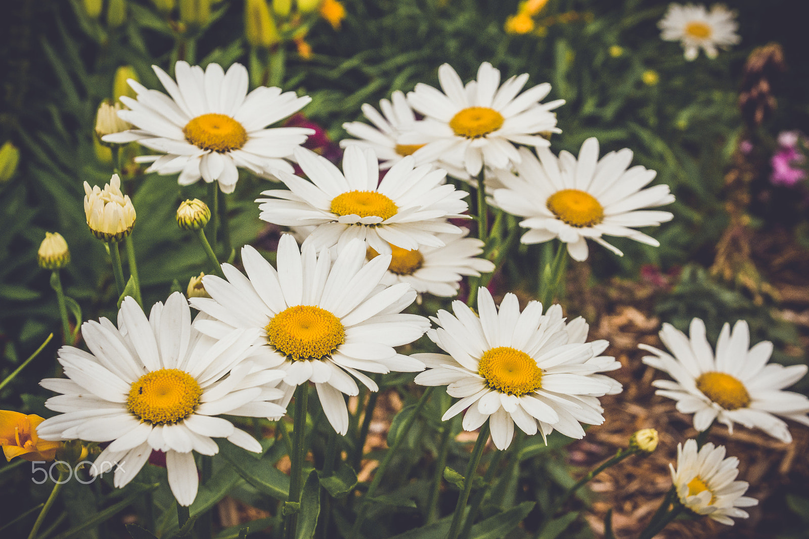 Nikon D7200 + Sigma 18-50mm F2.8-4.5 DC OS HSM sample photo. Flower.jpg photography