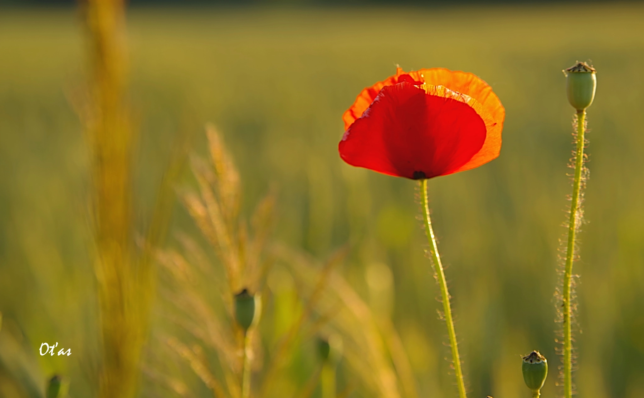 Pentax K-1 sample photo. Vlčí mák iii photography