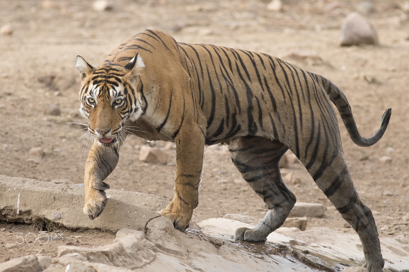 Canon EOS 7D Mark II + Canon EF 400mm F5.6L USM sample photo. The lady move photography