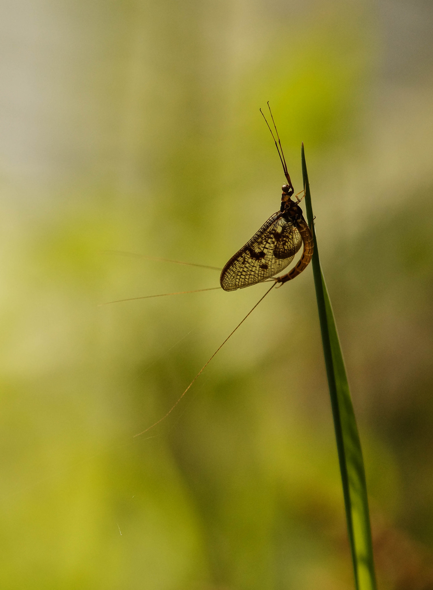 Sony SLT-A57 + 105mm F2.8 sample photo. 1 jour ! photography
