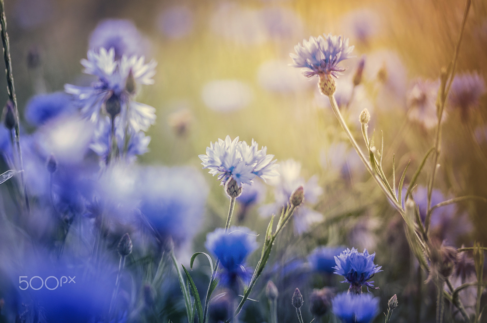Sigma 105mm F2.8 EX DG OS HSM sample photo. Blue summer photography
