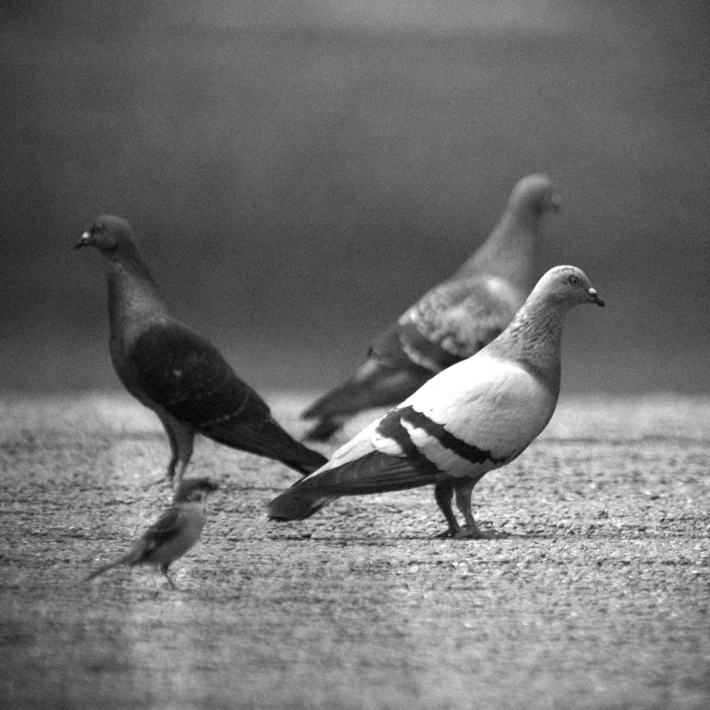 Sigma 150-500mm F5-6.3 DG OS HSM sample photo. Three pigeons & sparrows photography