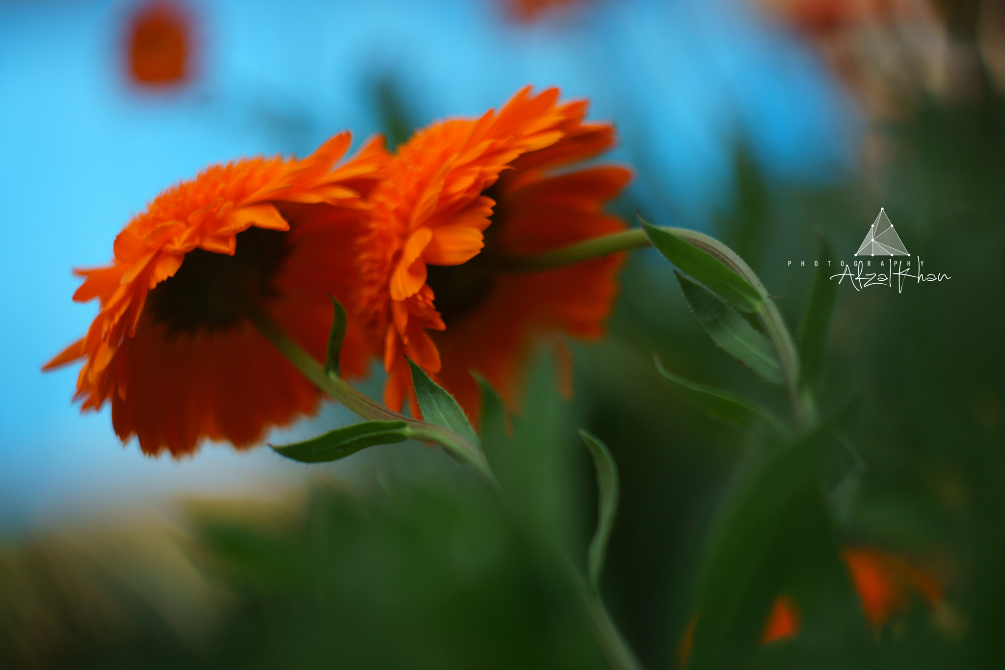 Sony SLT-A77 + Minolta AF 50mm F1.7 sample photo. Soft love. photography