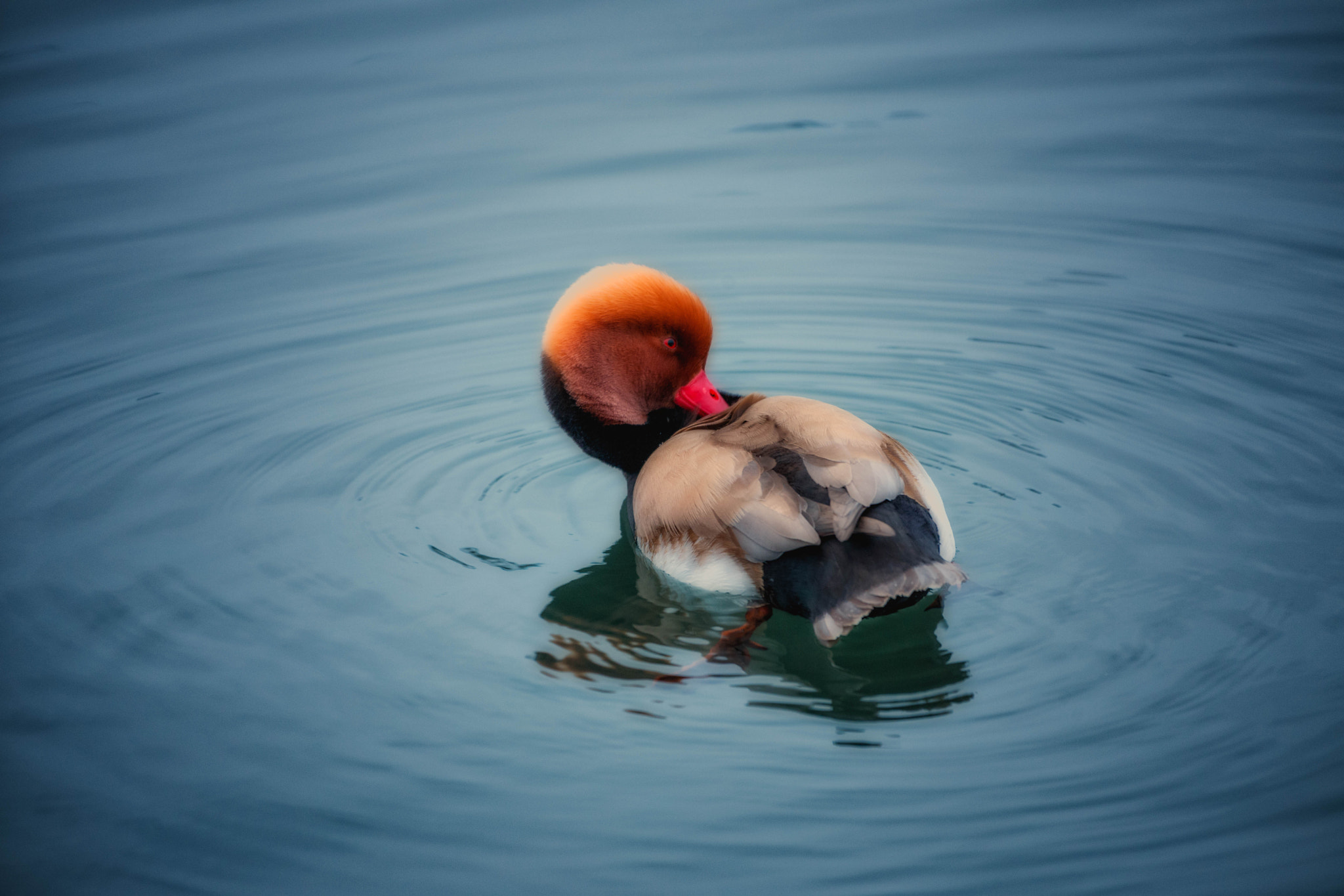 Nikon D3X sample photo. Hometown red-crested pochart cleaning wings photography