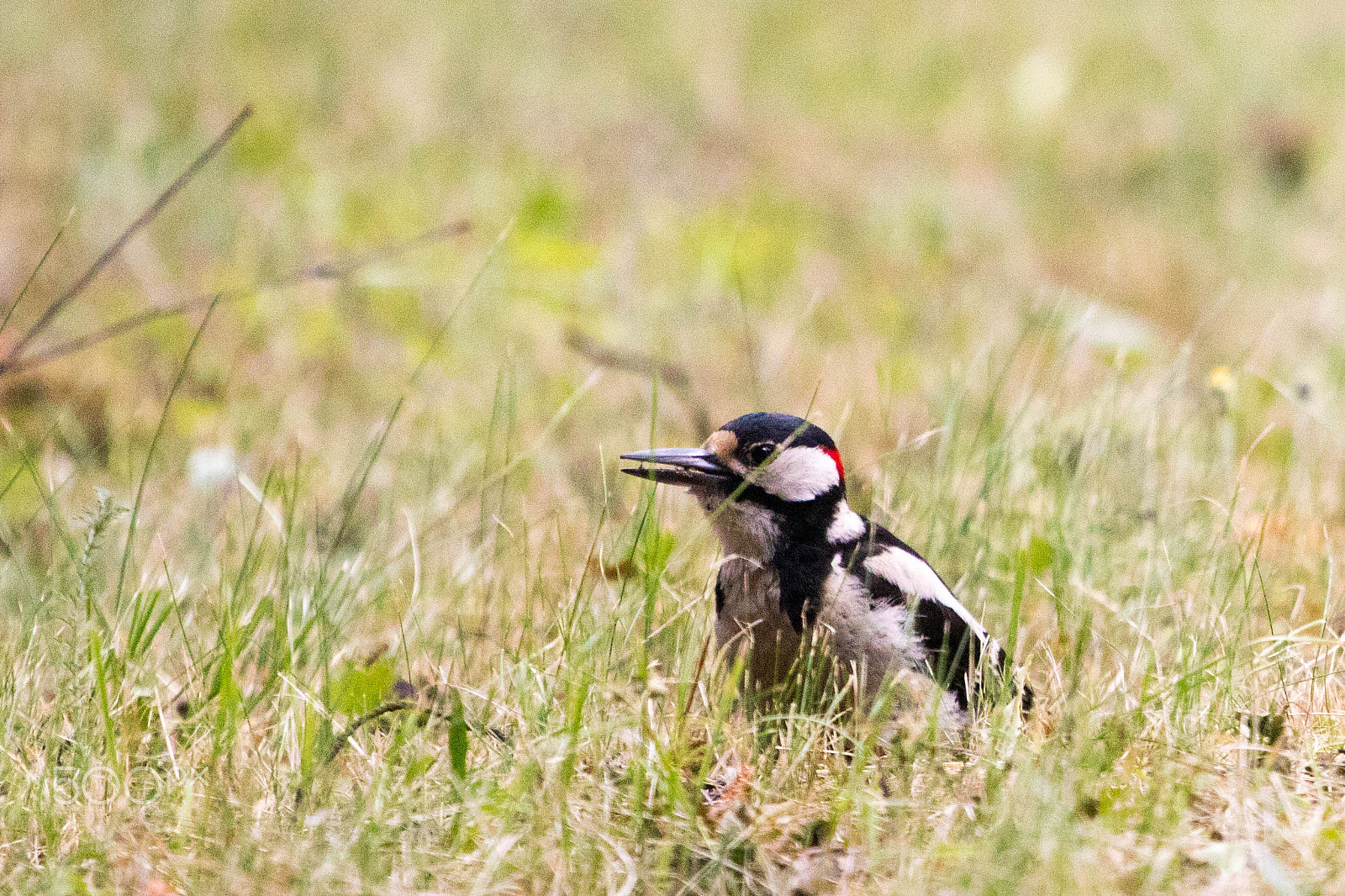 Canon EOS 760D (EOS Rebel T6s / EOS 8000D) + Canon EF 70-200mm F4L USM sample photo. Dendrocopos major photography