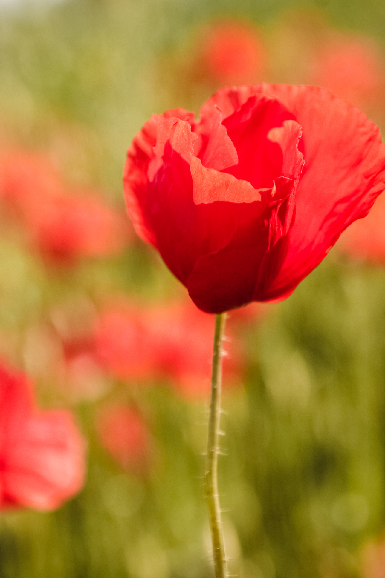 Canon EOS 40D sample photo. Poppy field photography