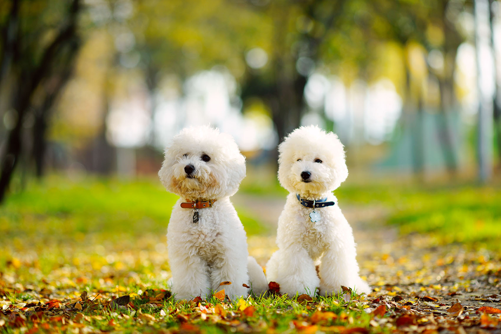 Sony Sonnar T* 135mm F1.8 ZA sample photo. My dogs - andy n toby :) photography