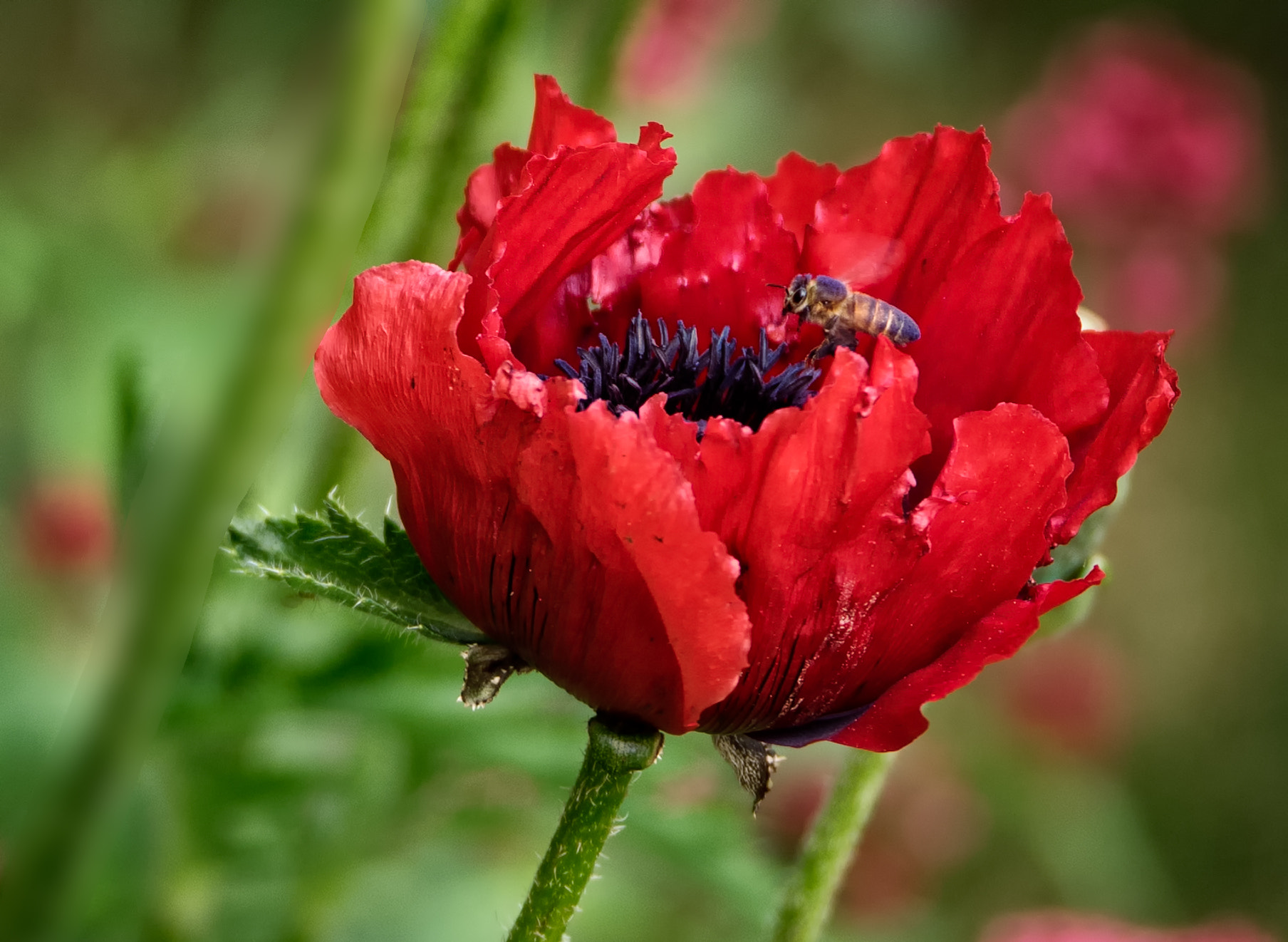 Panasonic Lumix G X Vario 35-100mm F2.8 OIS sample photo. Hovering photography