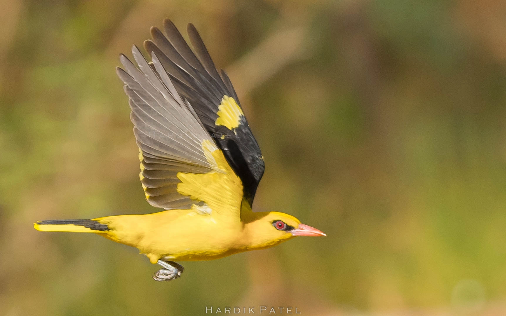 Nikon D5 sample photo. Golden beauty... photography