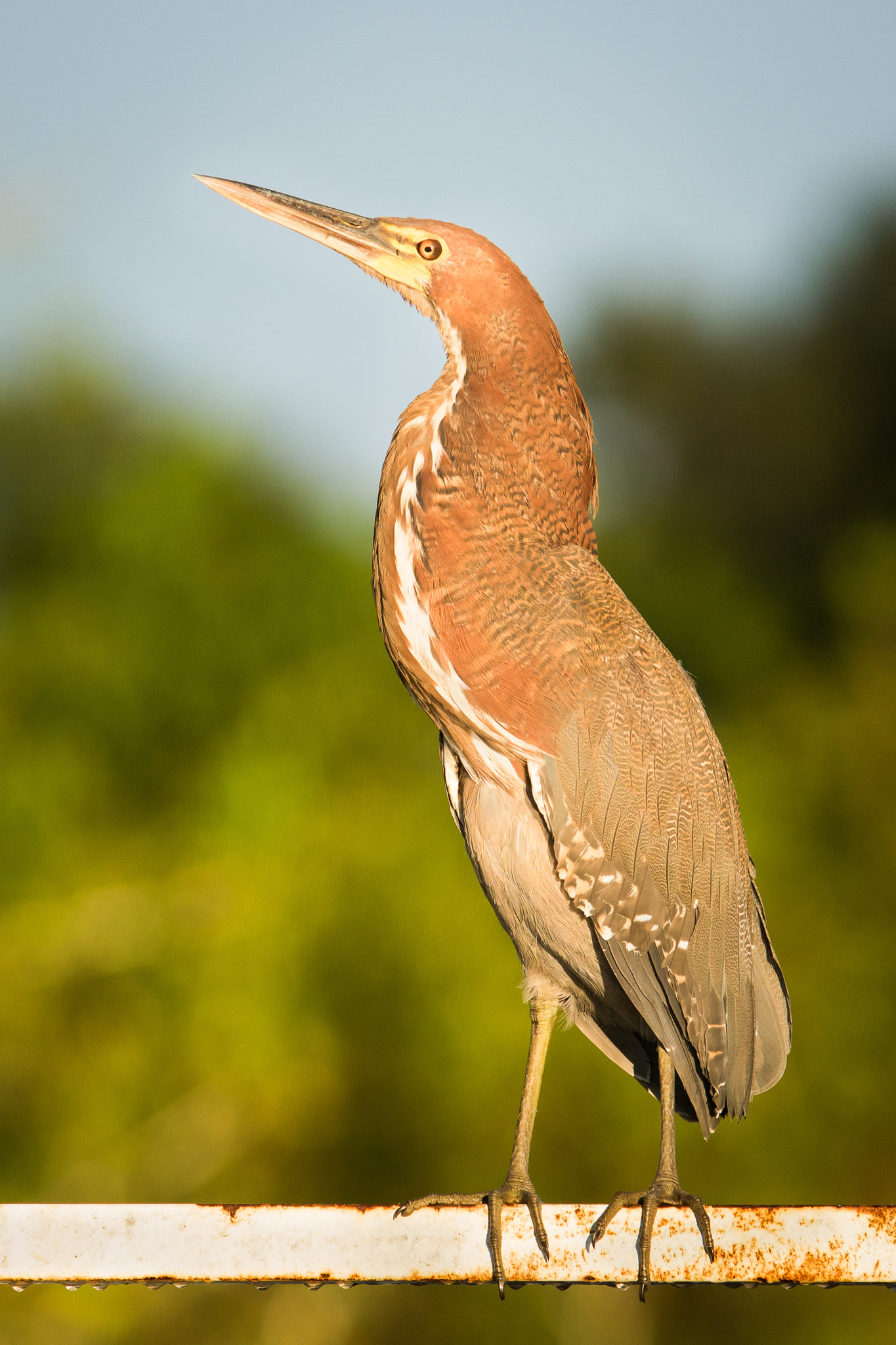 300mm F2.8 G sample photo. Tiger heron photography