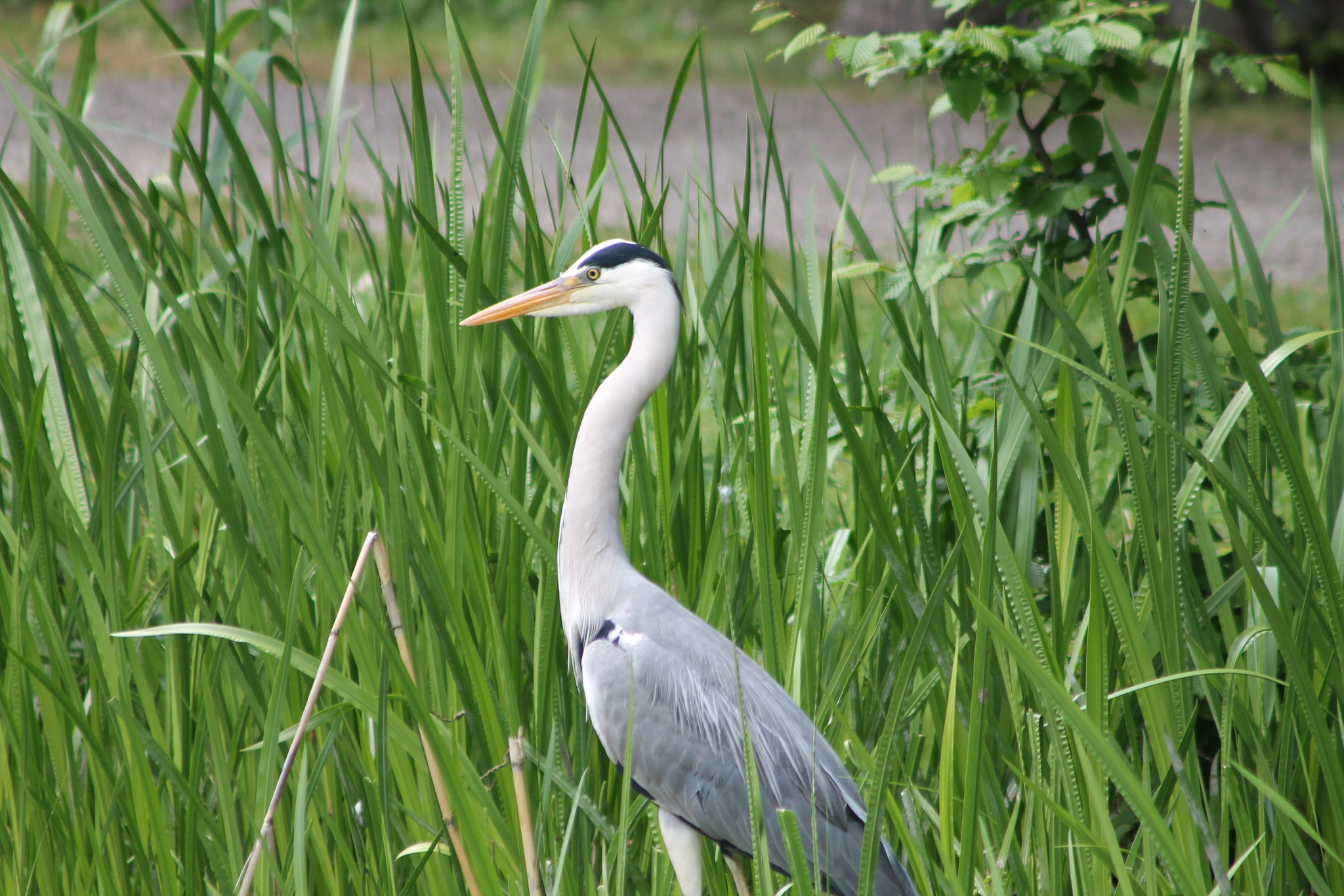 Canon EF 90-300mm F4.5-5.6 USM sample photo. Graureiher photography
