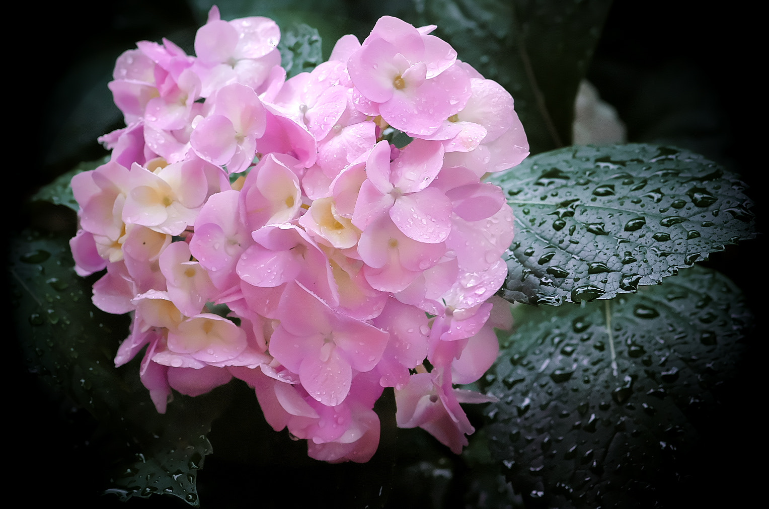 Pentax K-50 sample photo. Rain and hydrangea photography