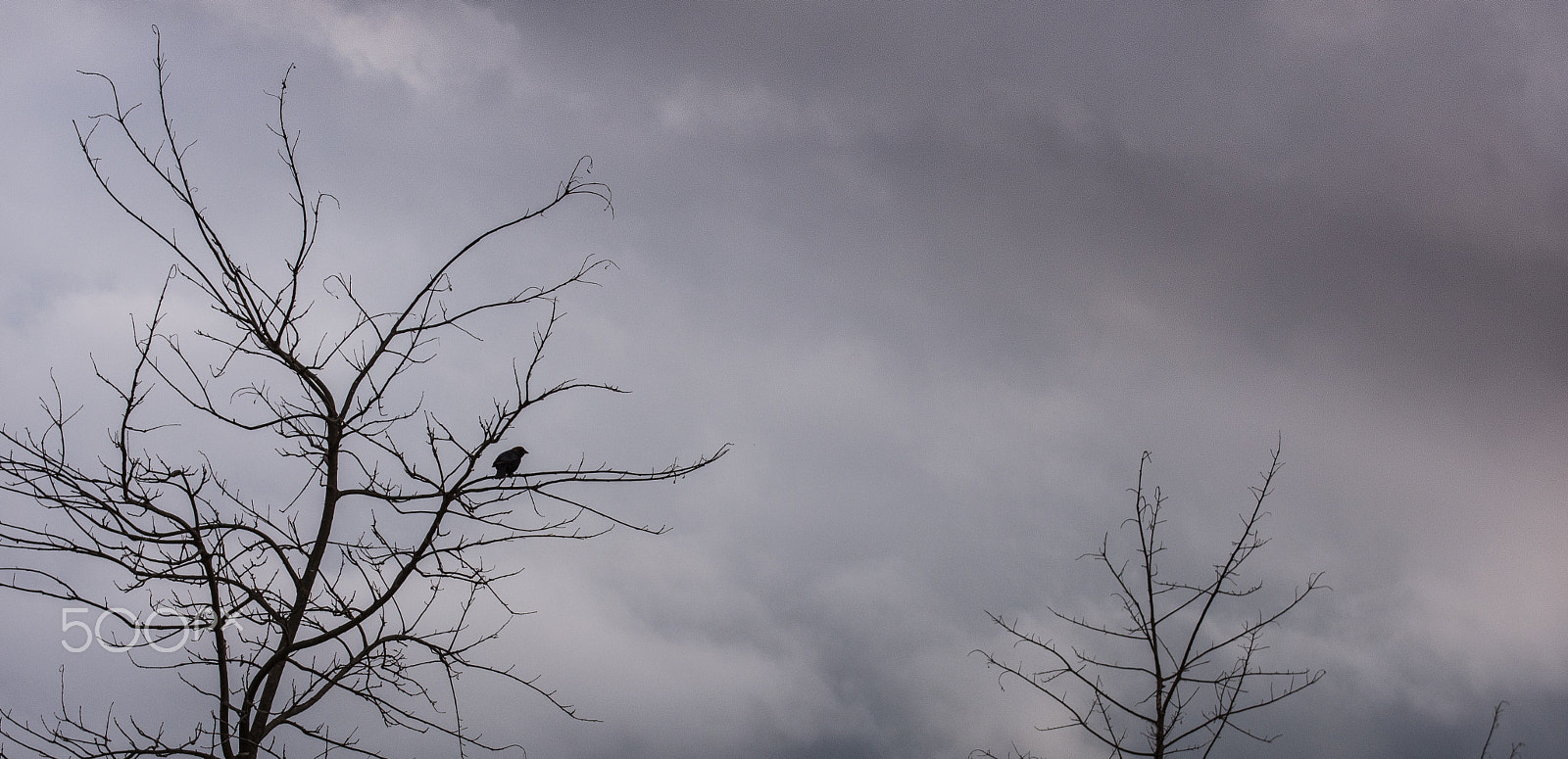 Sigma 18-50mm F2.8-4.5 DC OS HSM sample photo. Bird.jpg photography