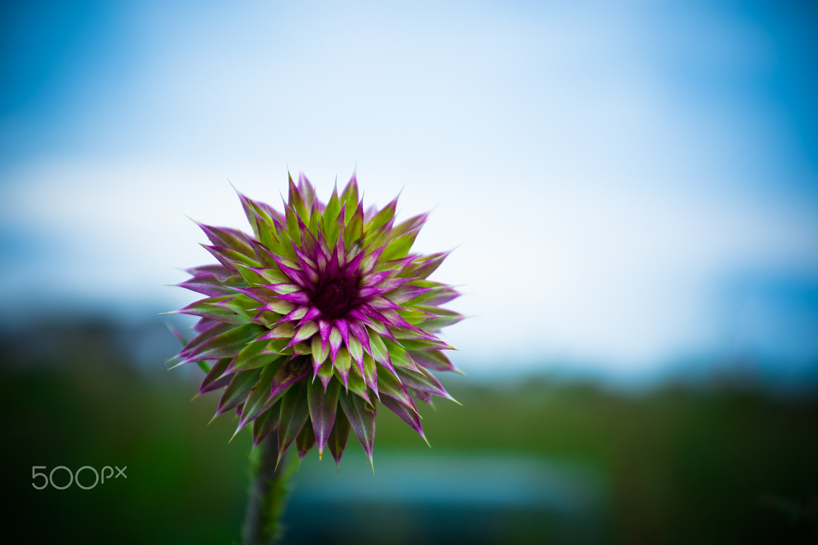 Sigma 18-50mm F2.8-4.5 DC OS HSM sample photo. Flower.jpg photography
