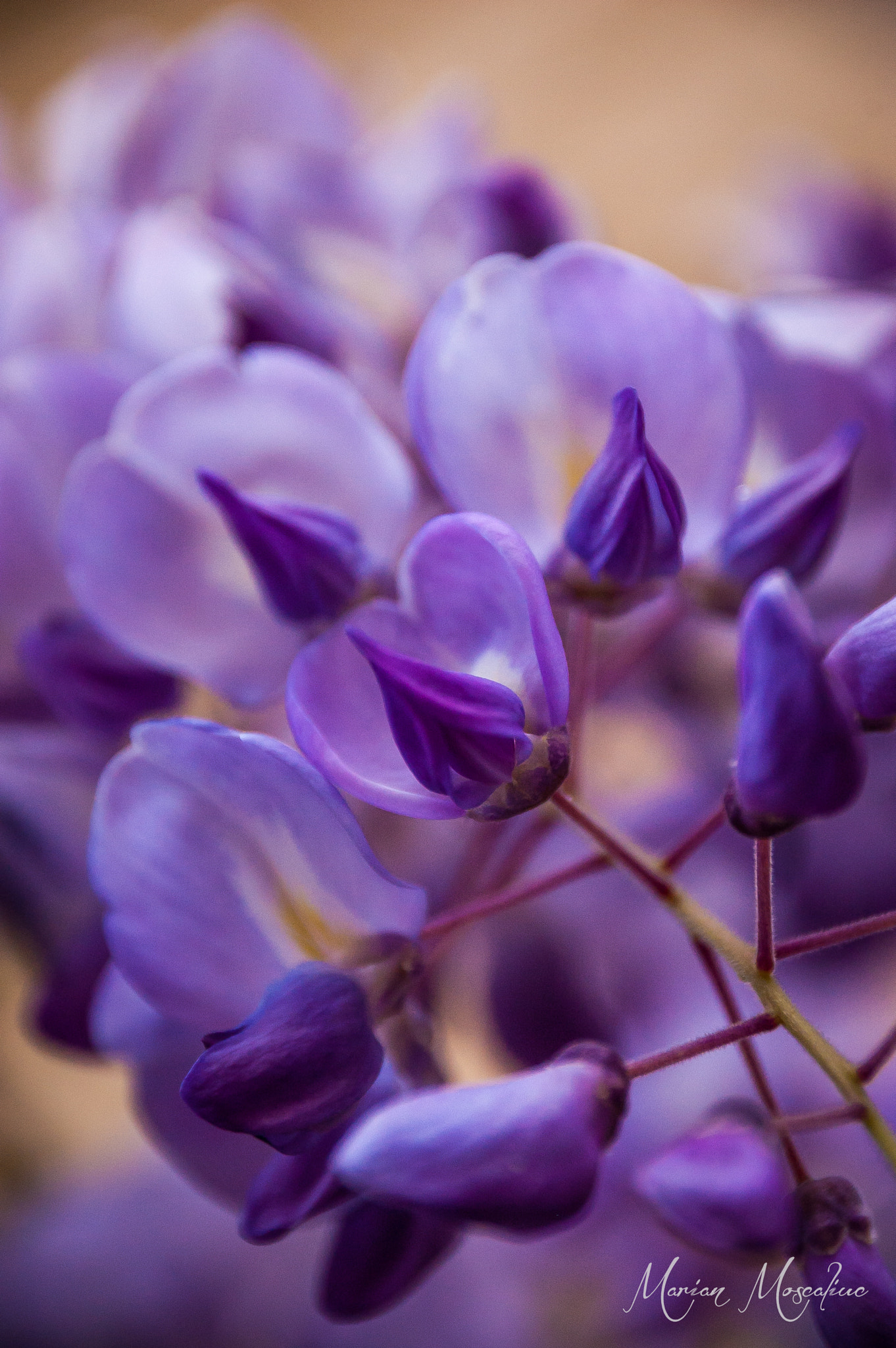 Sigma 18-250mm F3.5-6.3 DC Macro OS HSM sample photo. Colours of nature photography
