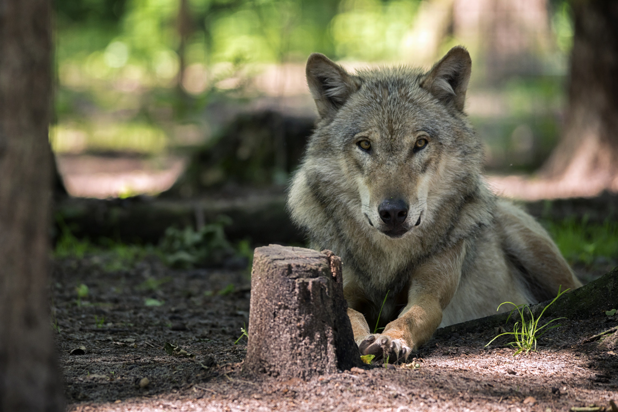 Sigma 150-500mm F5-6.3 DG OS HSM sample photo. The wolf photography